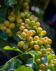 Brazil Sitio Colinas Yellow Arara Natural