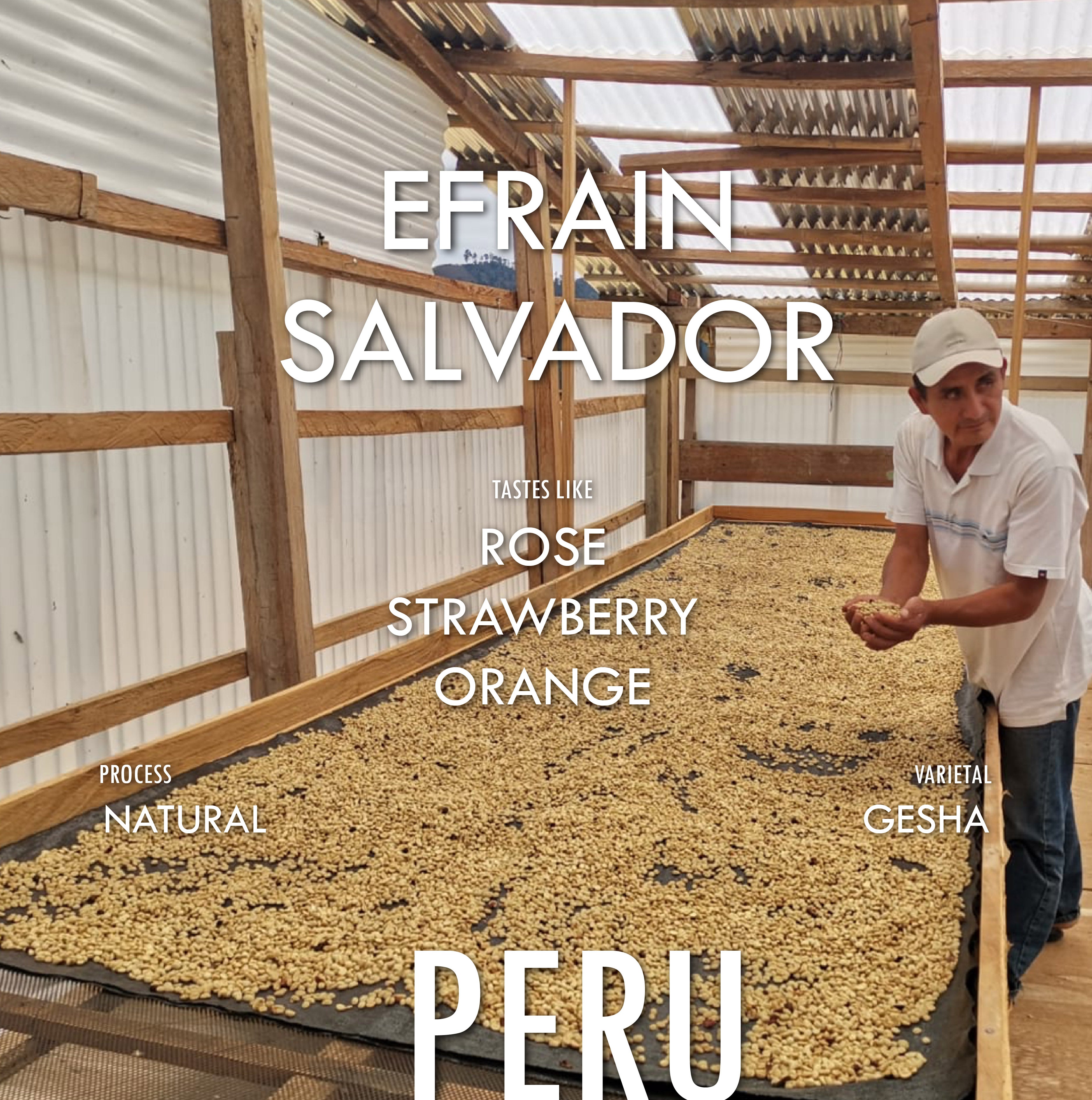Peru Efrain Salvador Gesha Natural - Filter Roast