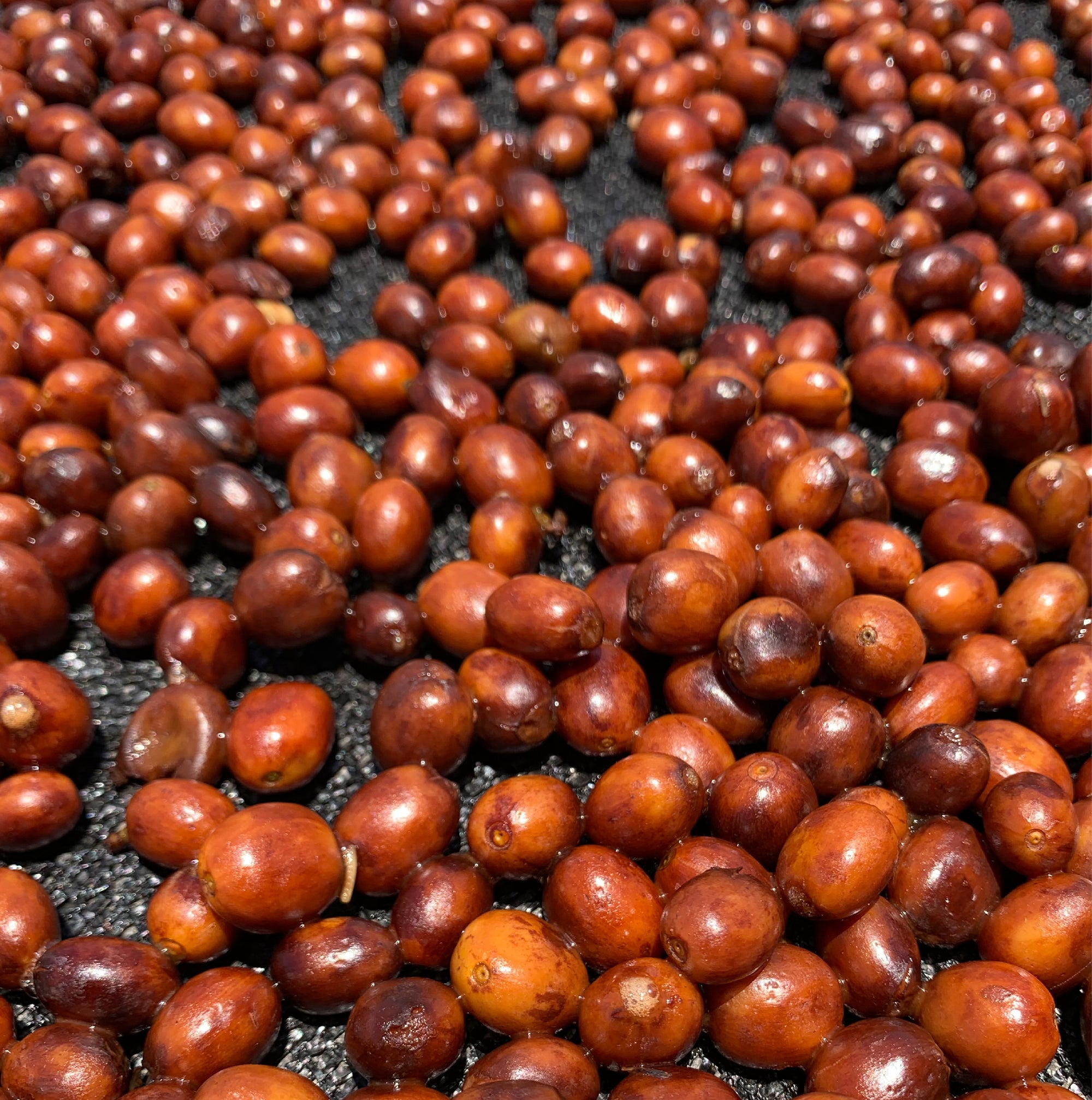 Colombia El Indio Natural - Filter Roast