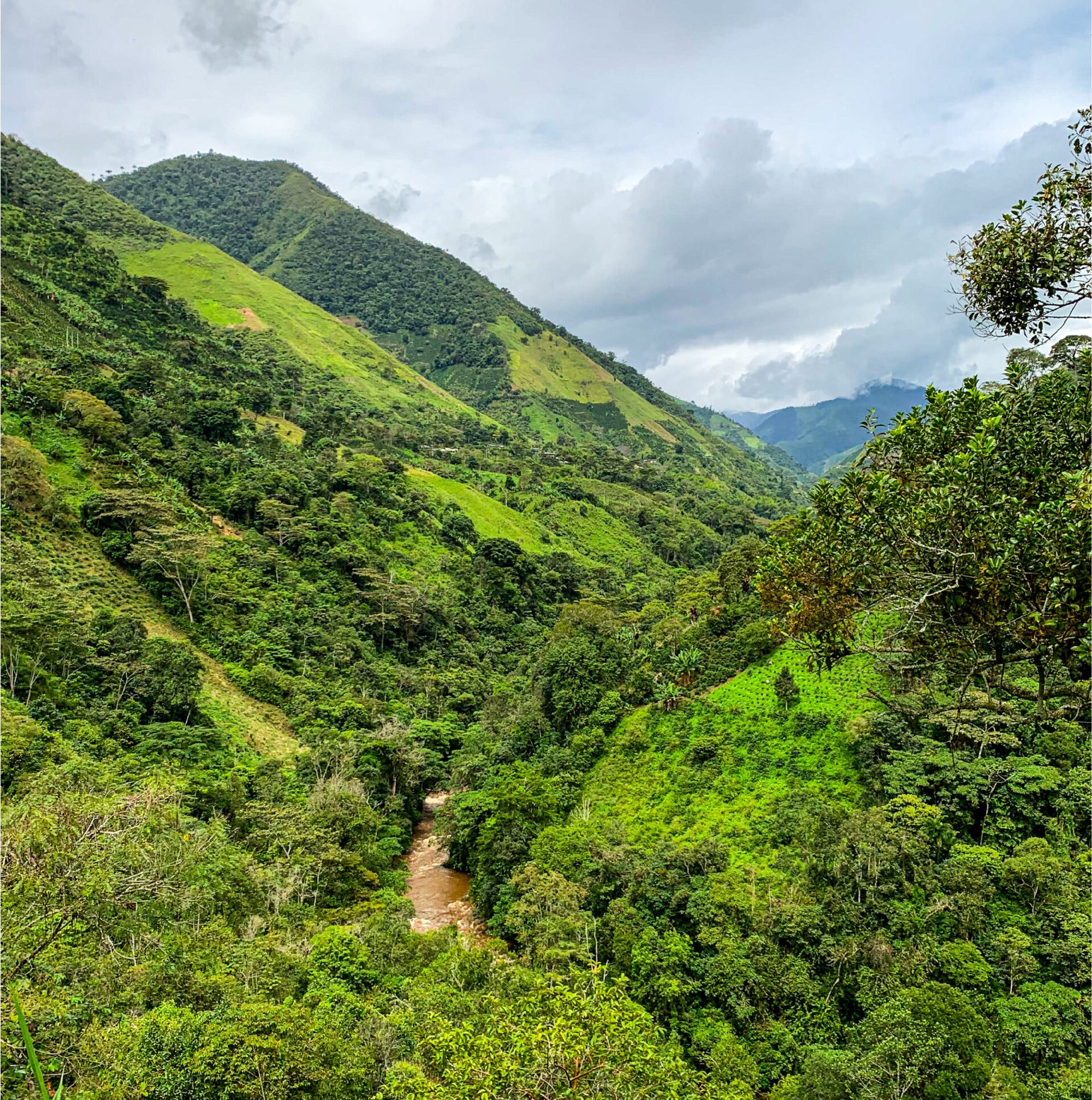 Colombia El Indio Natural - Filter Roast