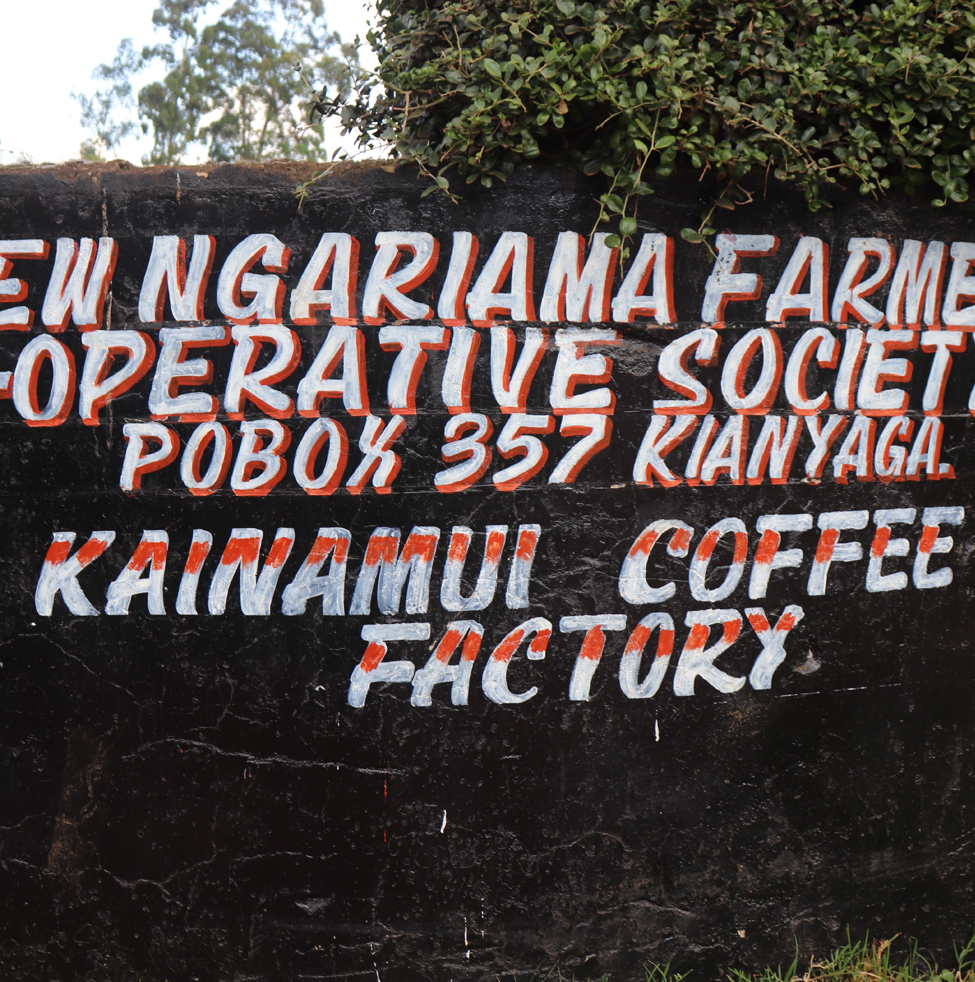 Kenya Kainamui Peaberry- Filter Roast