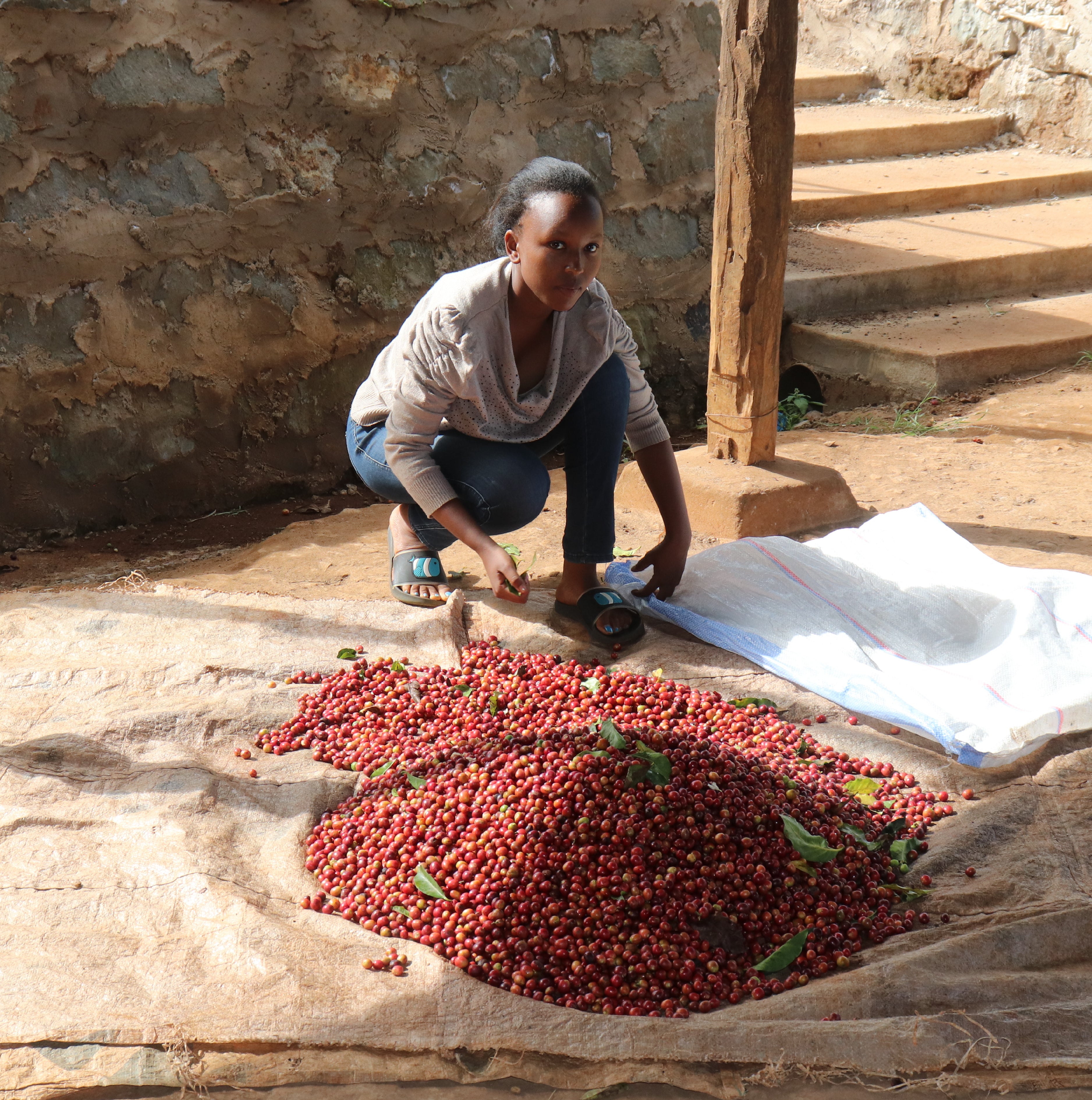 Kenya Kainamui Peaberry- Filter Roast