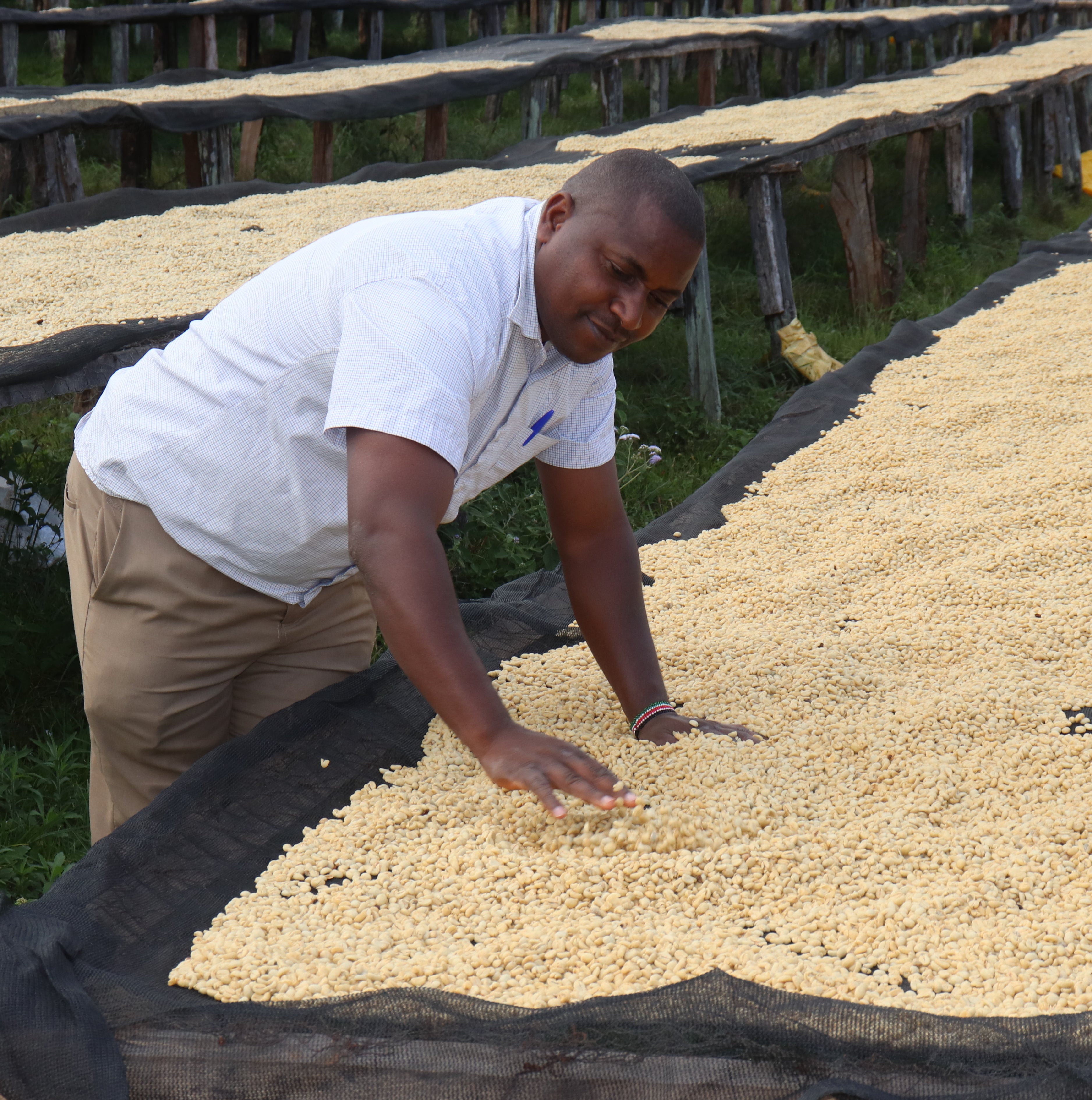 Kenya Kainamui Peaberry- Filter Roast