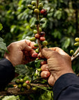 Colombia Jairo Arcila Tabi Natural