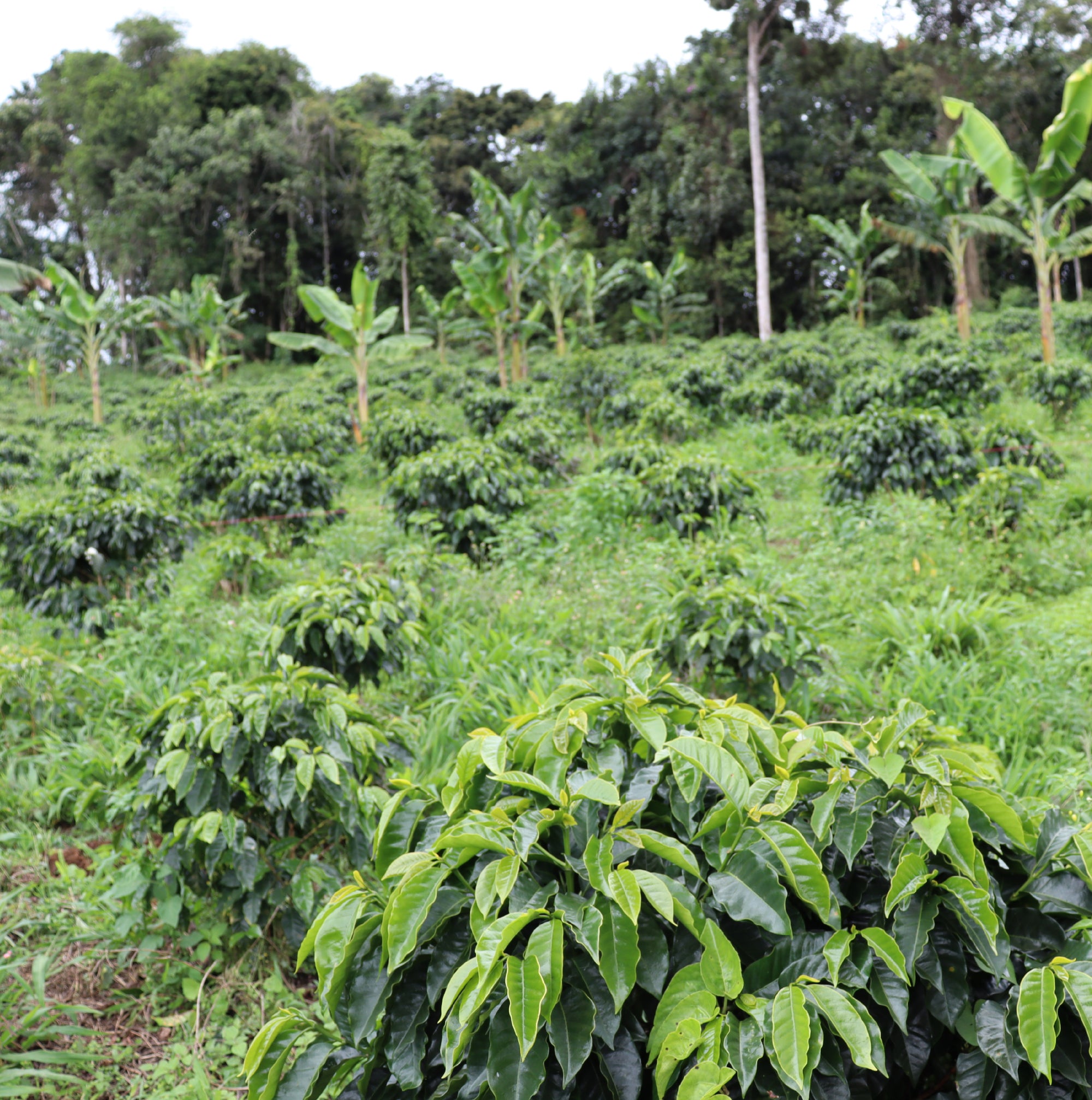Colombia Luis Anibal Ombligon Washed - Filter Roast