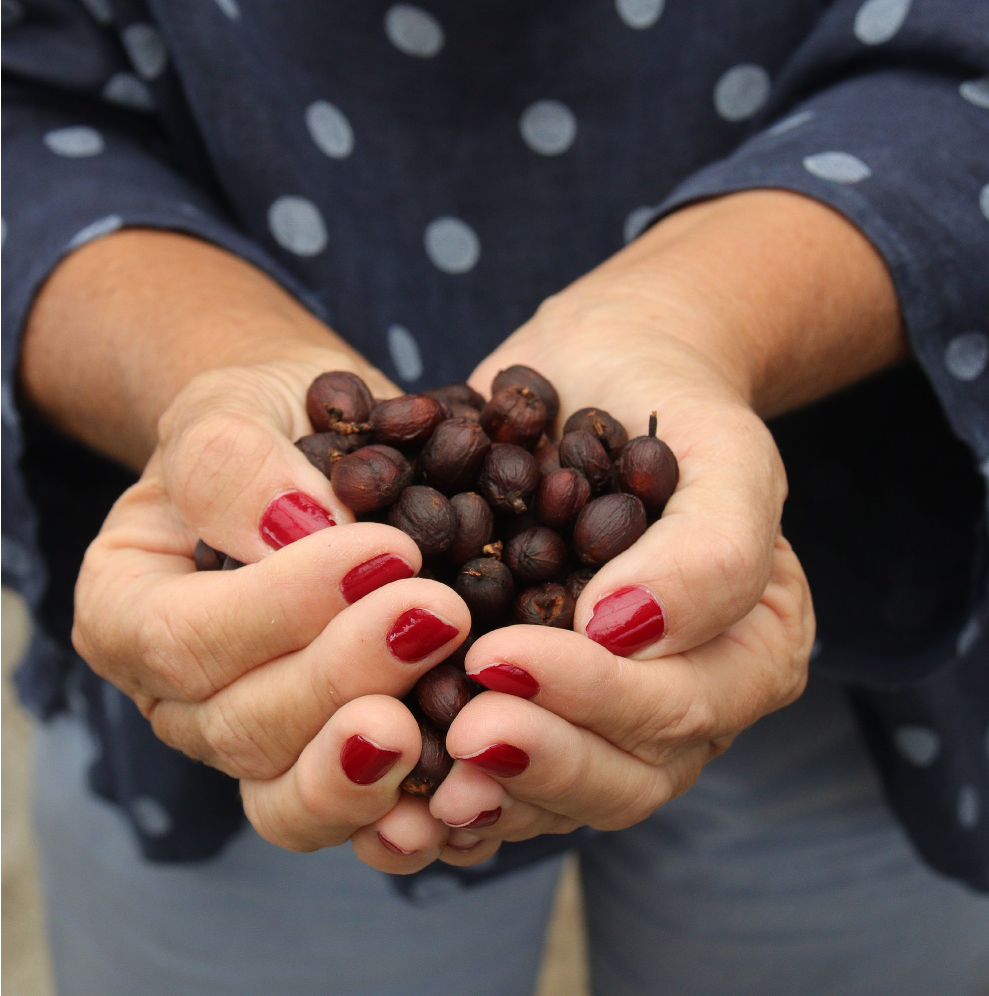 Colombia Luz Helena Rose Tea Honey - Filter Roast