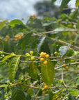 Peru Merly Leon - Yellow Caturra Washed