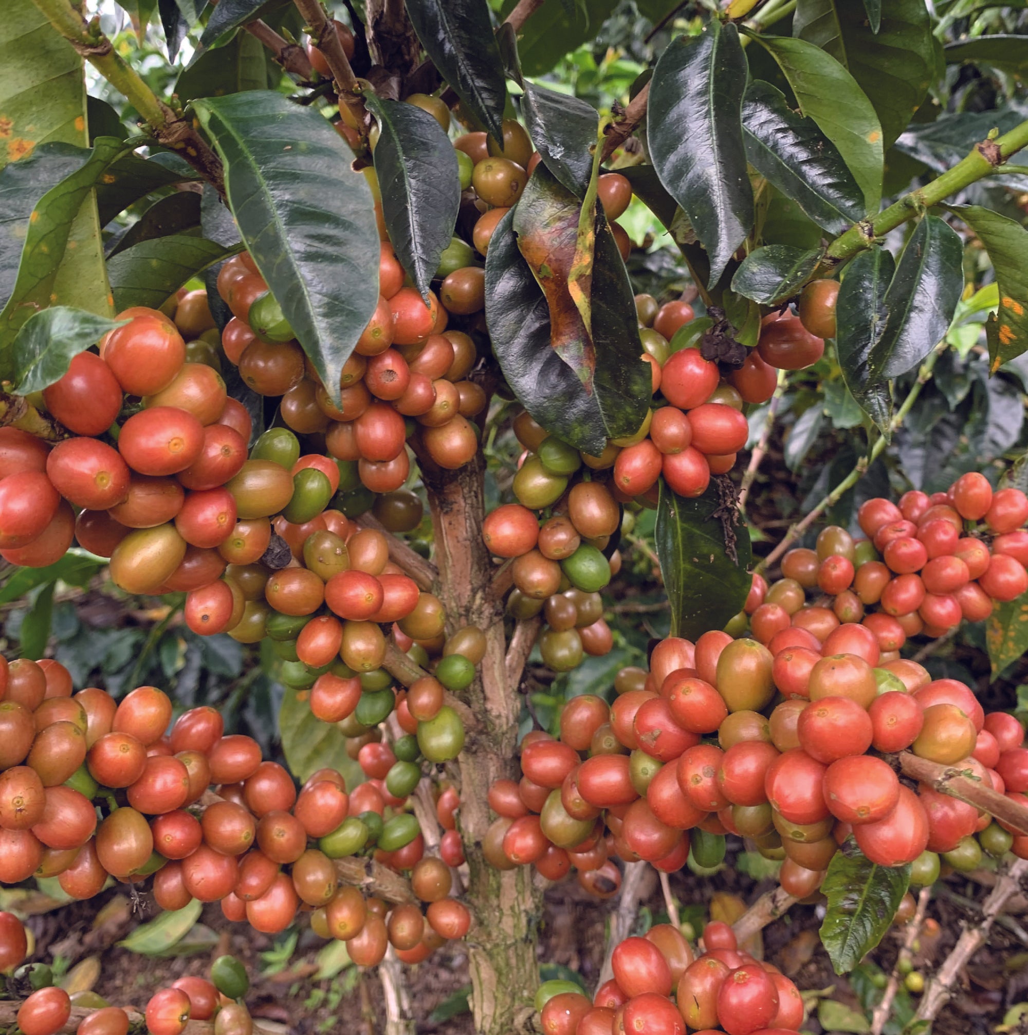 Colombia Luz Helena Rose Tea Honey - Filter Roast