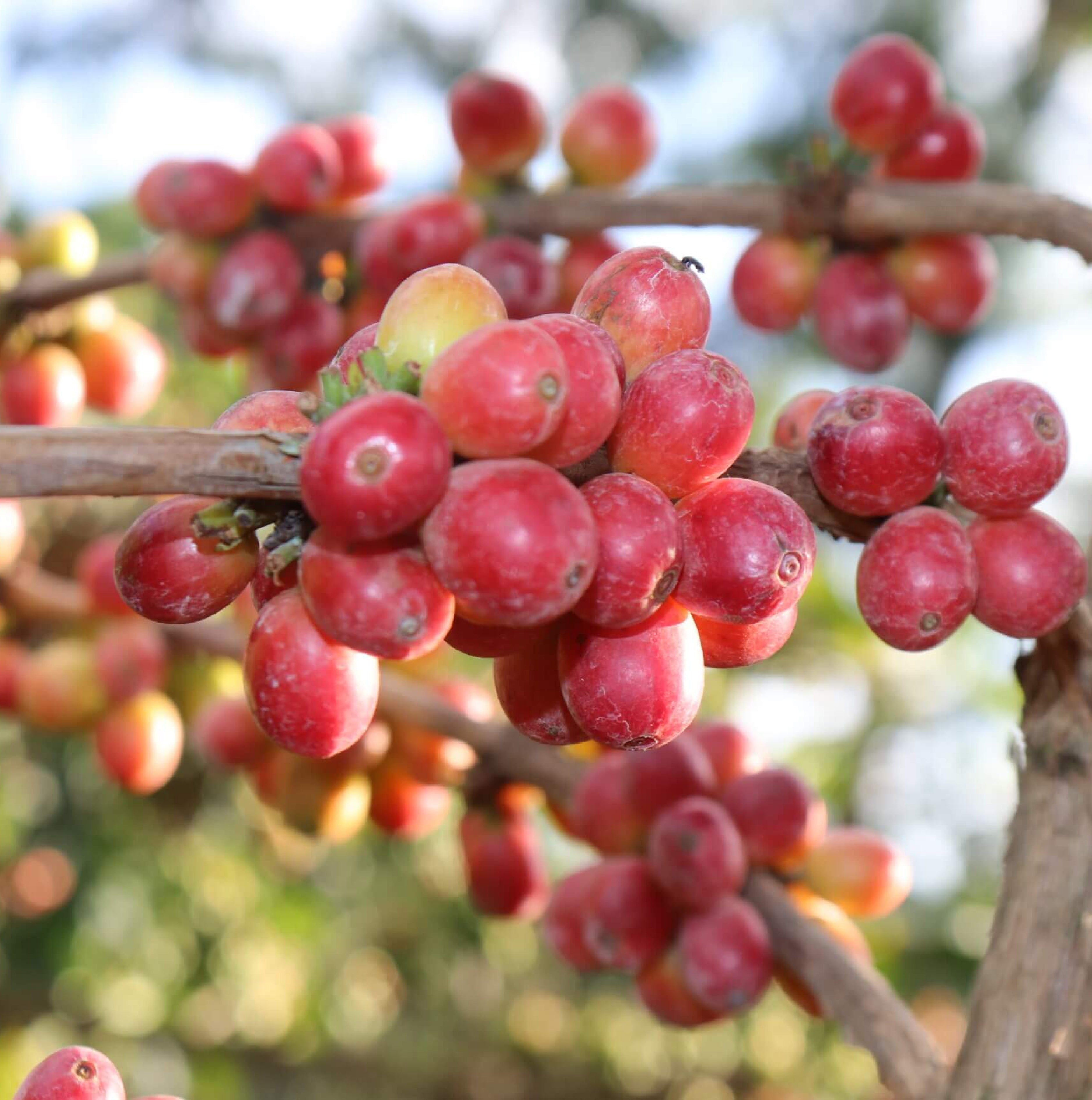 Kenya Kainamui Peaberry- Filter Roast