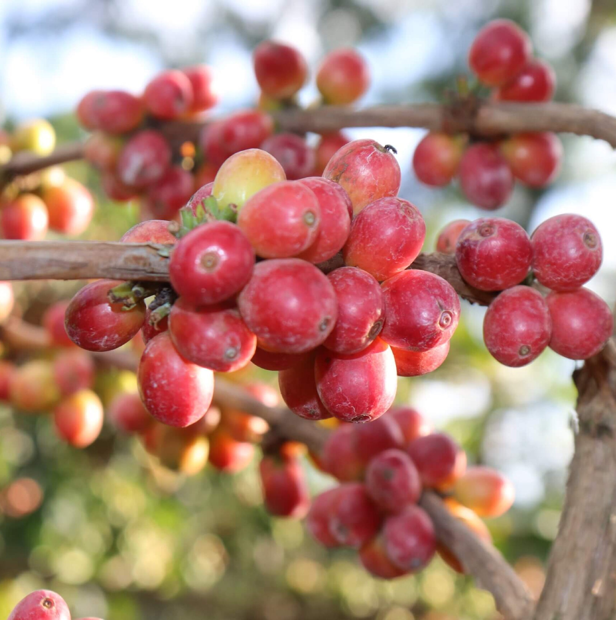 Kenya Yara PB- Filter Roast