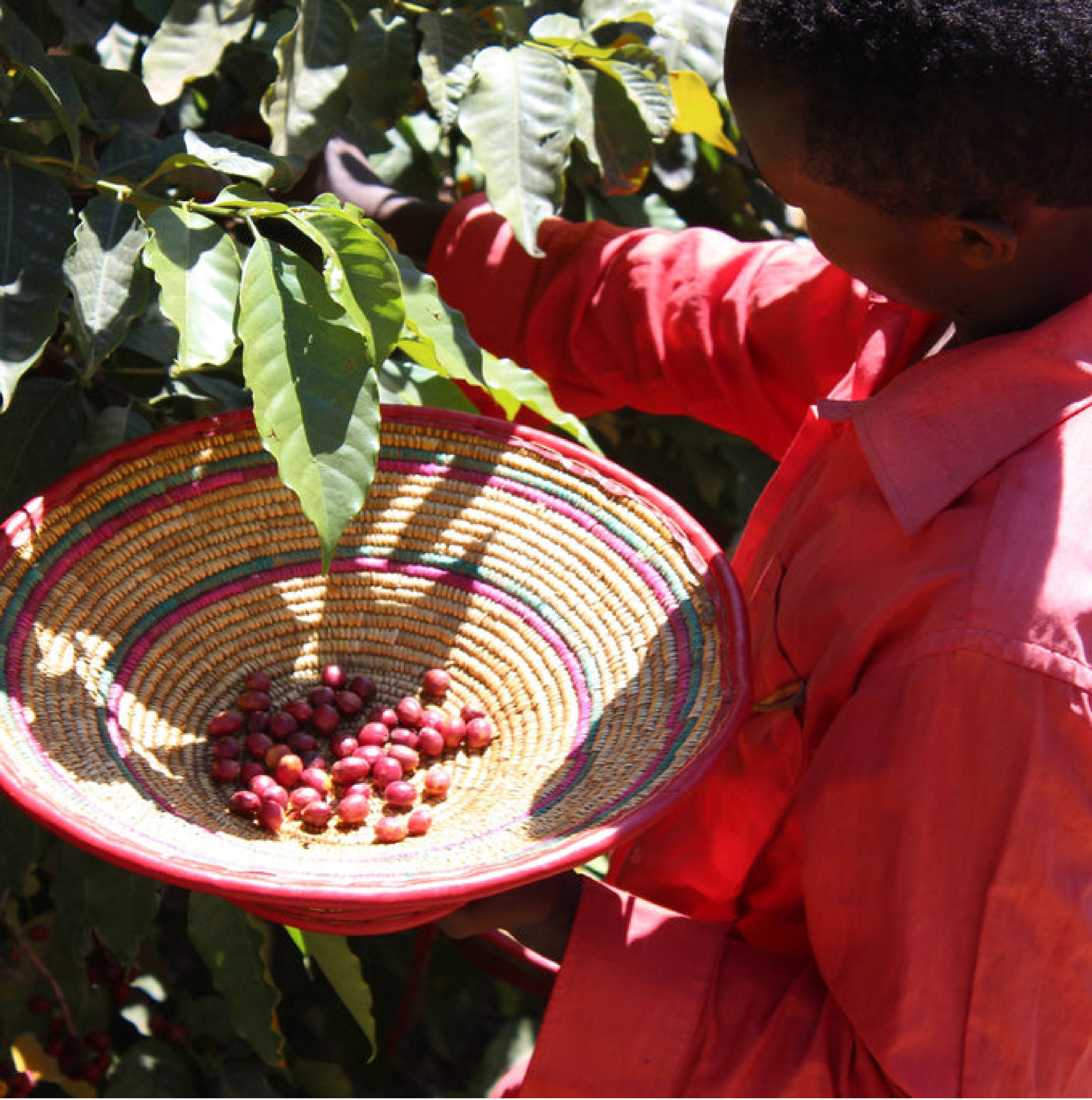Ethiopia Banko Taratu Washed - Filter Roast