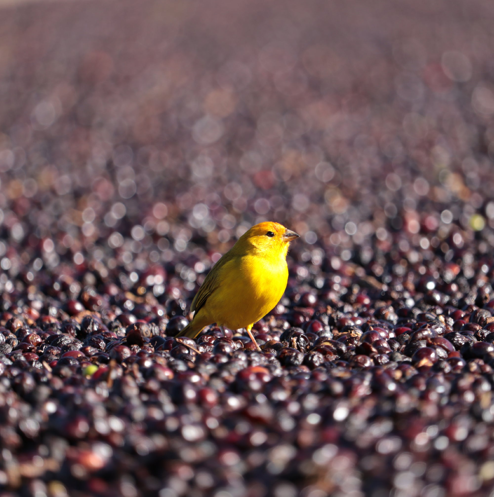 Brazil Gabriel de Carvalho Arara Fermented Natural