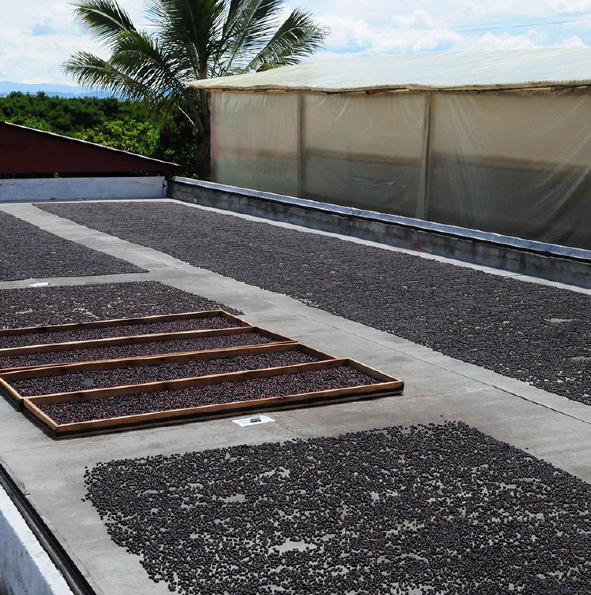 Colombia Jairo Arcila Rainbow Decaf