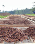 Indonesia Finca de Berman Mosto Washed