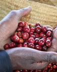 Kenya Karimikui AA Washed