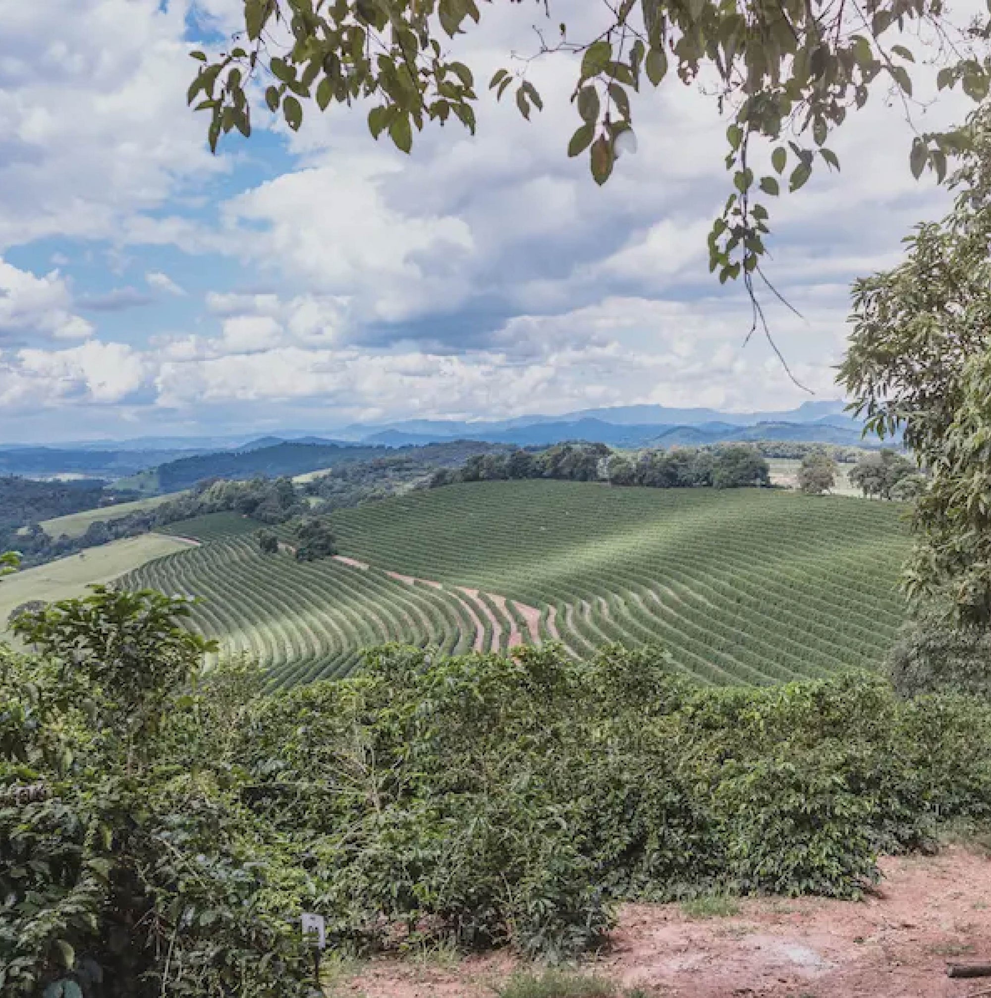 Brazil Gabriel de Carvalho Arara Fermented Natural