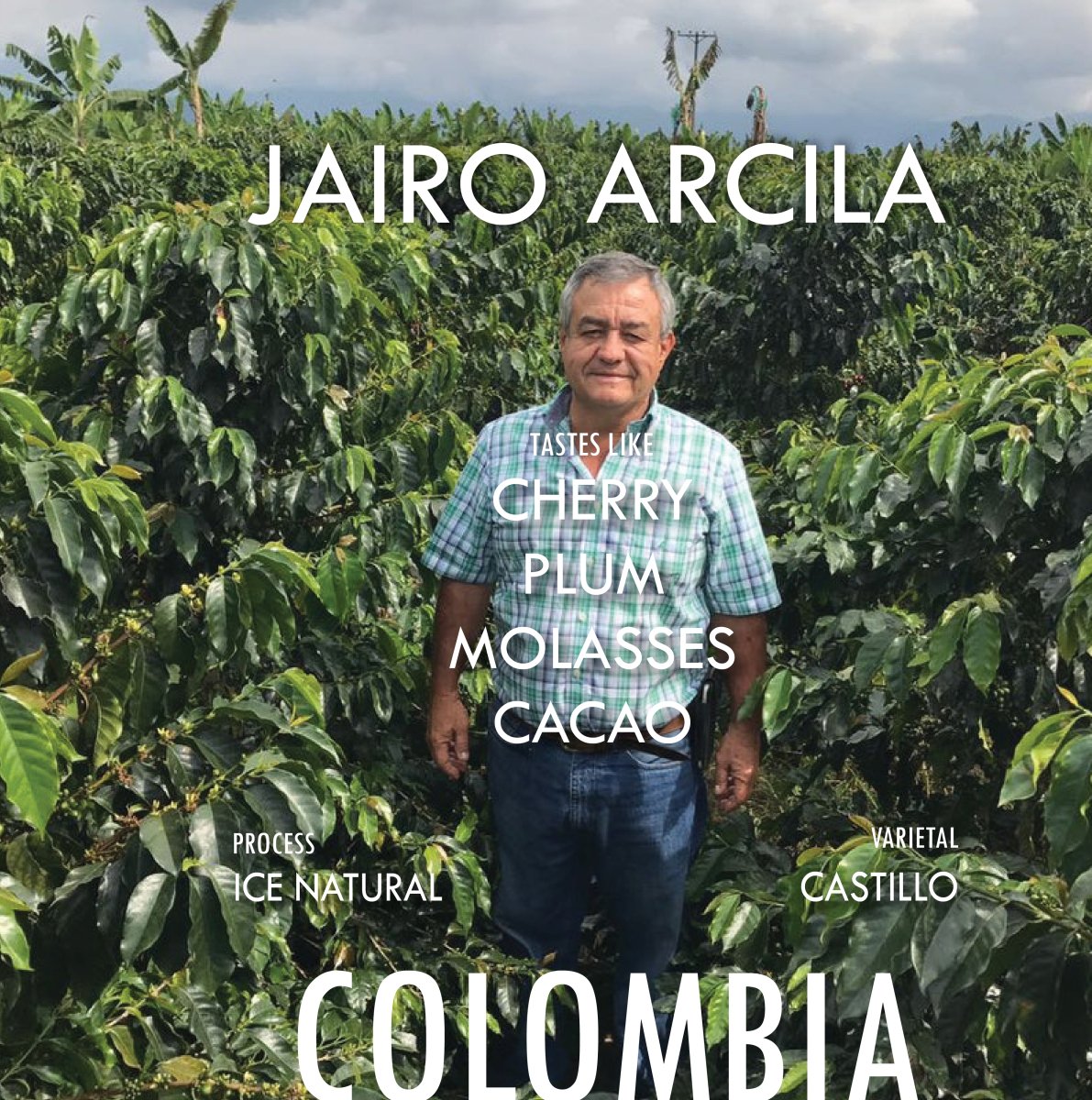 Colombia Jairo Arcila Ice Natural- Filter Roast - Vanguard Specialty Coffee Company - Coffee
