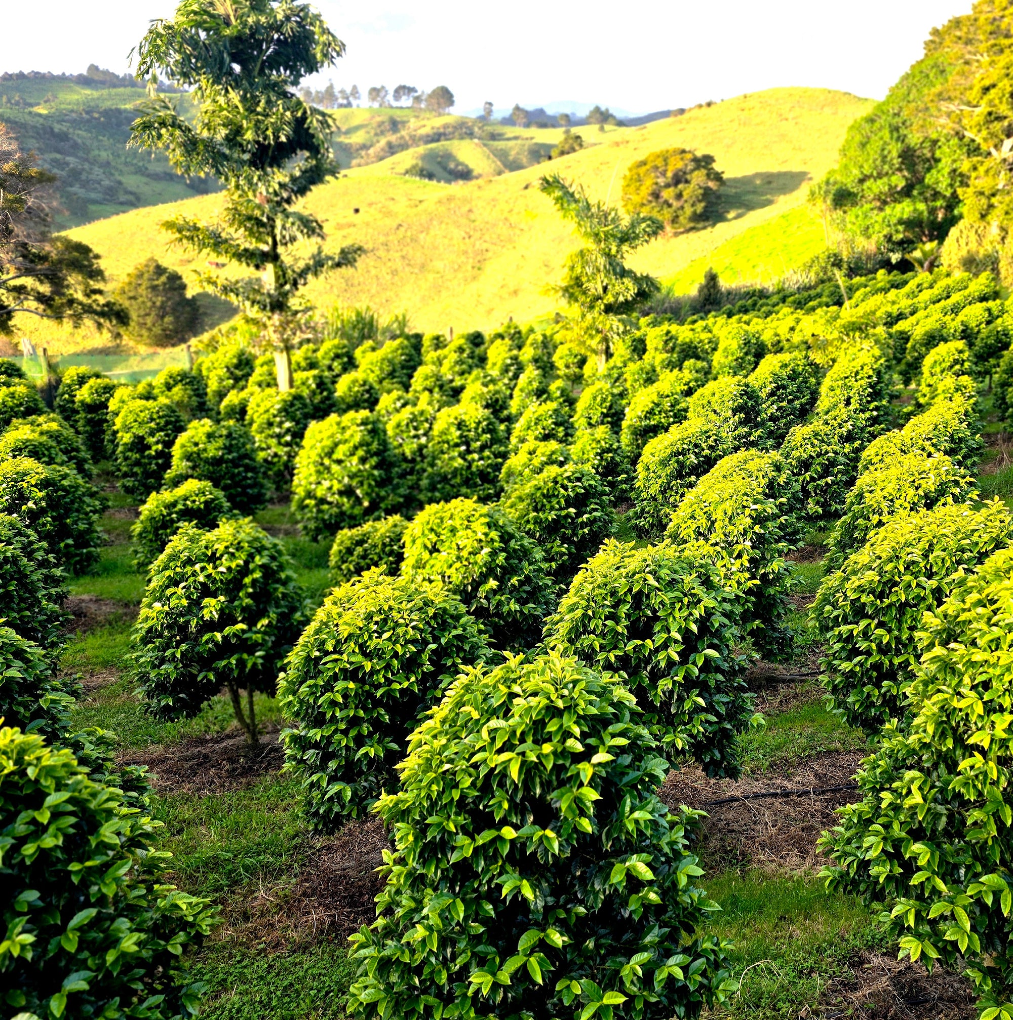 Aotearoa / New Zealand Grown