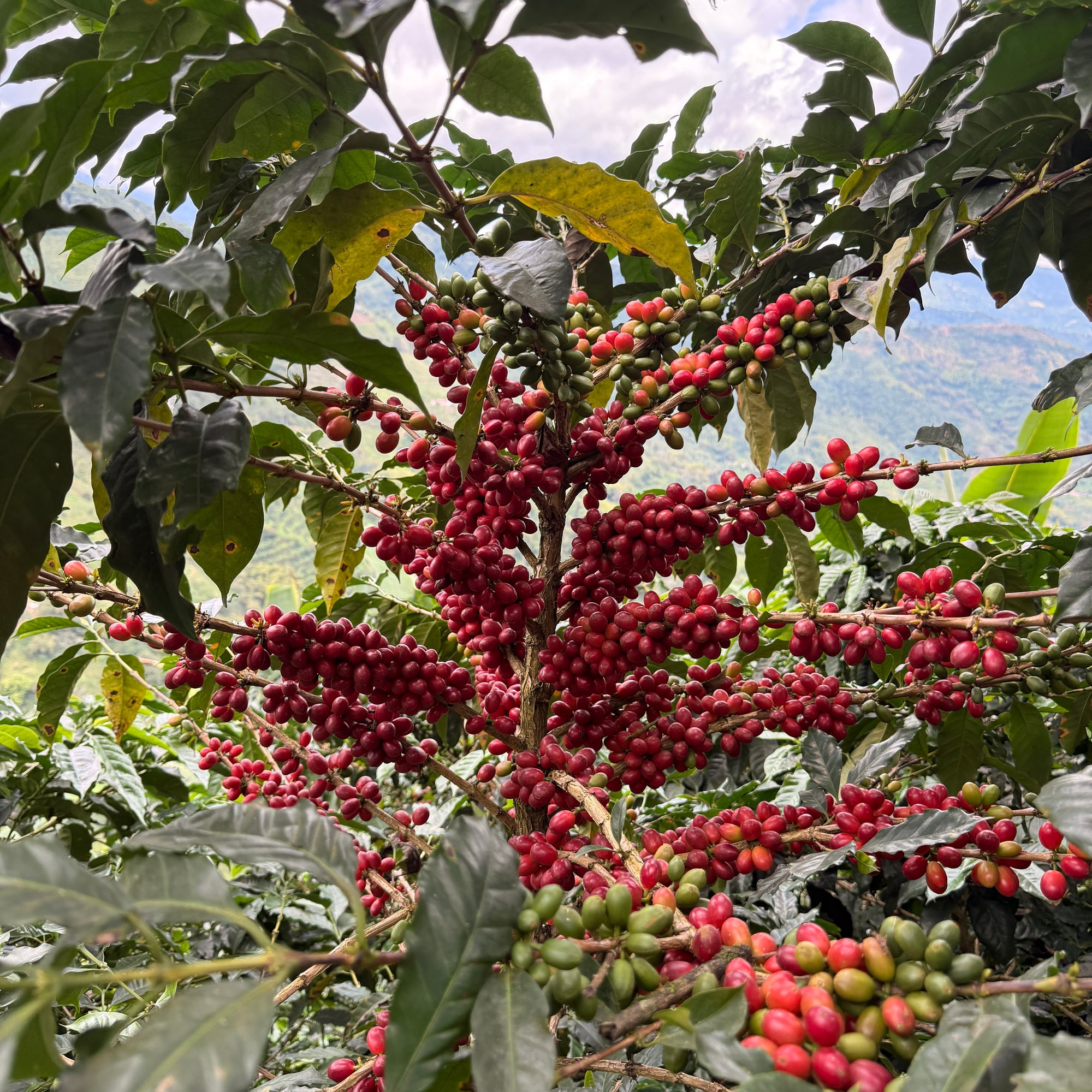 Colombia Popayan Reserve Decaf