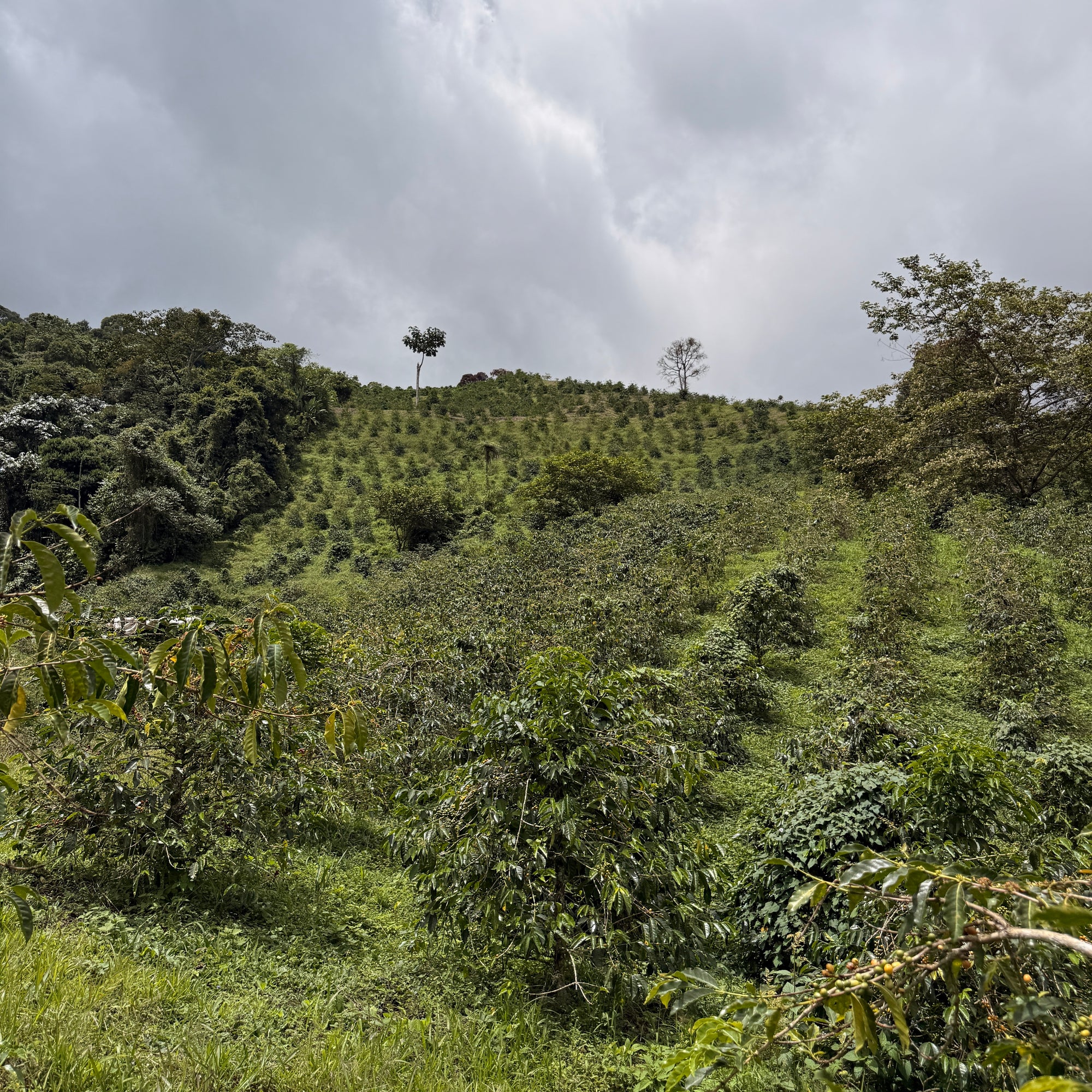 Colombia Popayan Reserve Decaf