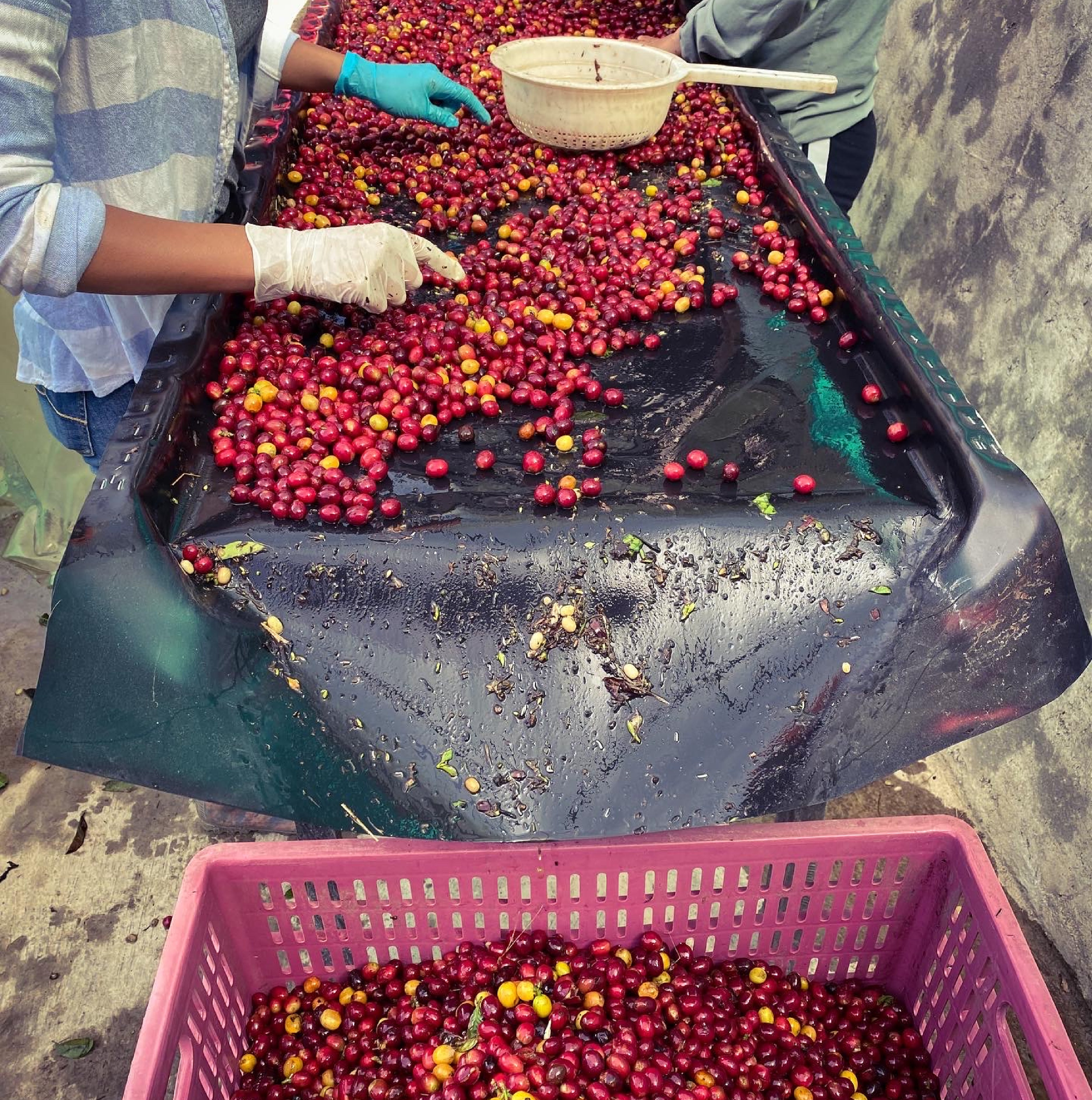 Colombia Anibal Diaz Los Nogales Tabi- Filter Roast