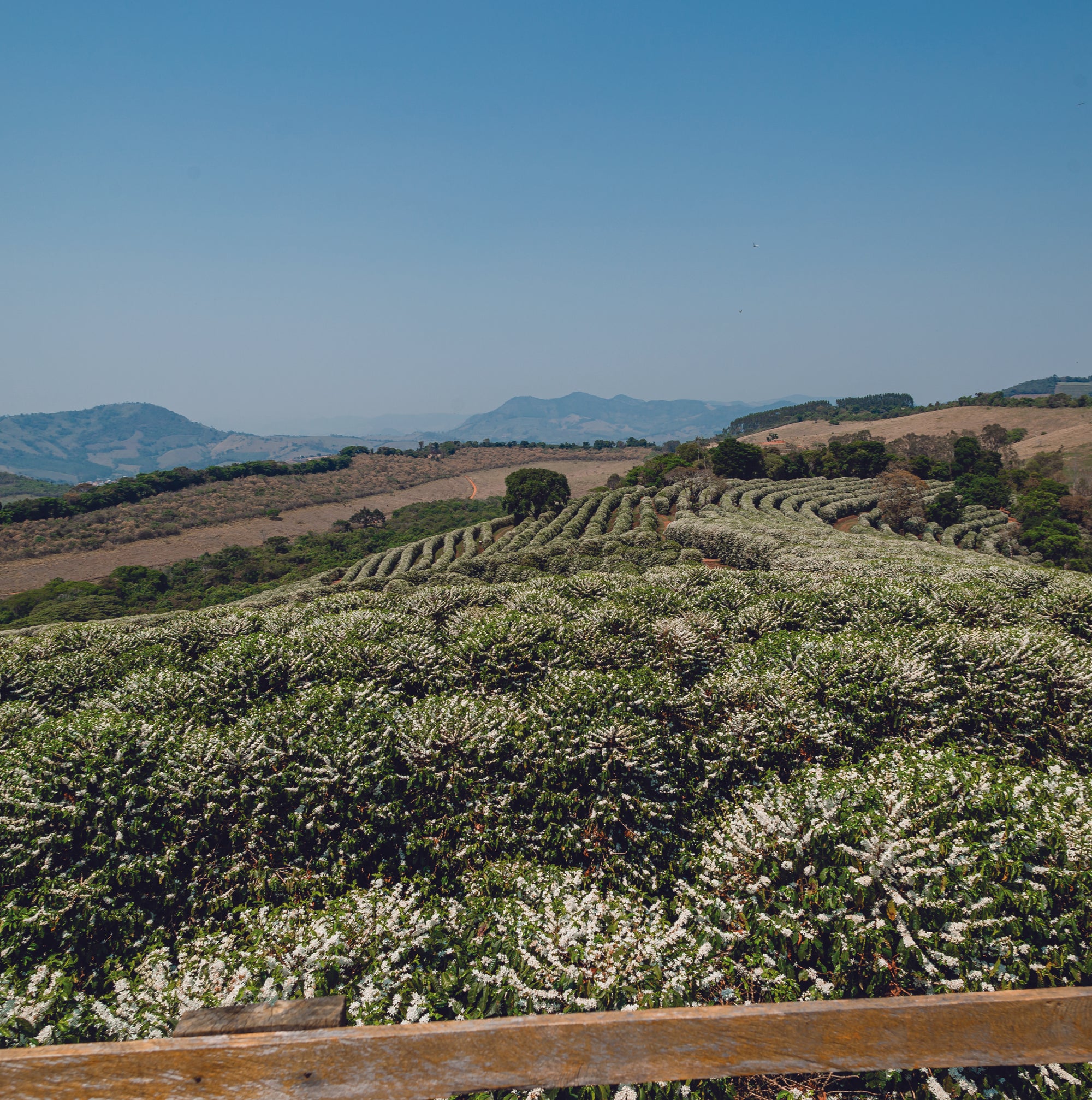 Brazil Araponga- Single Origin Espresso/ Filter