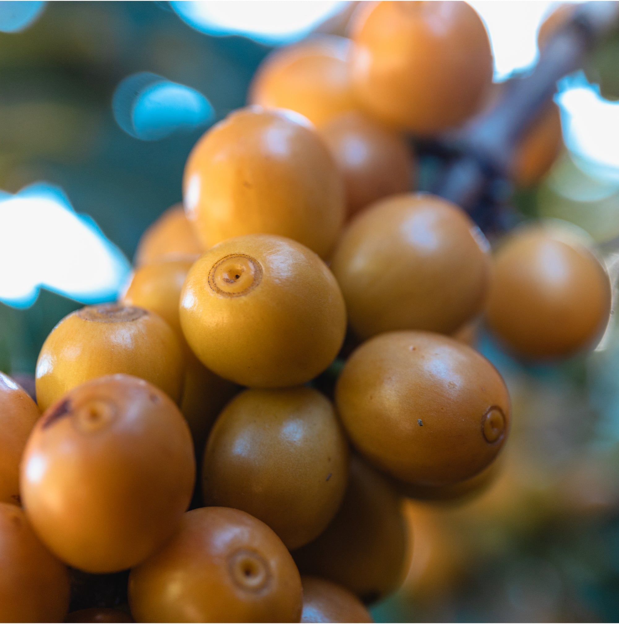 Brazil Araponga- Single Origin Espresso/ Filter