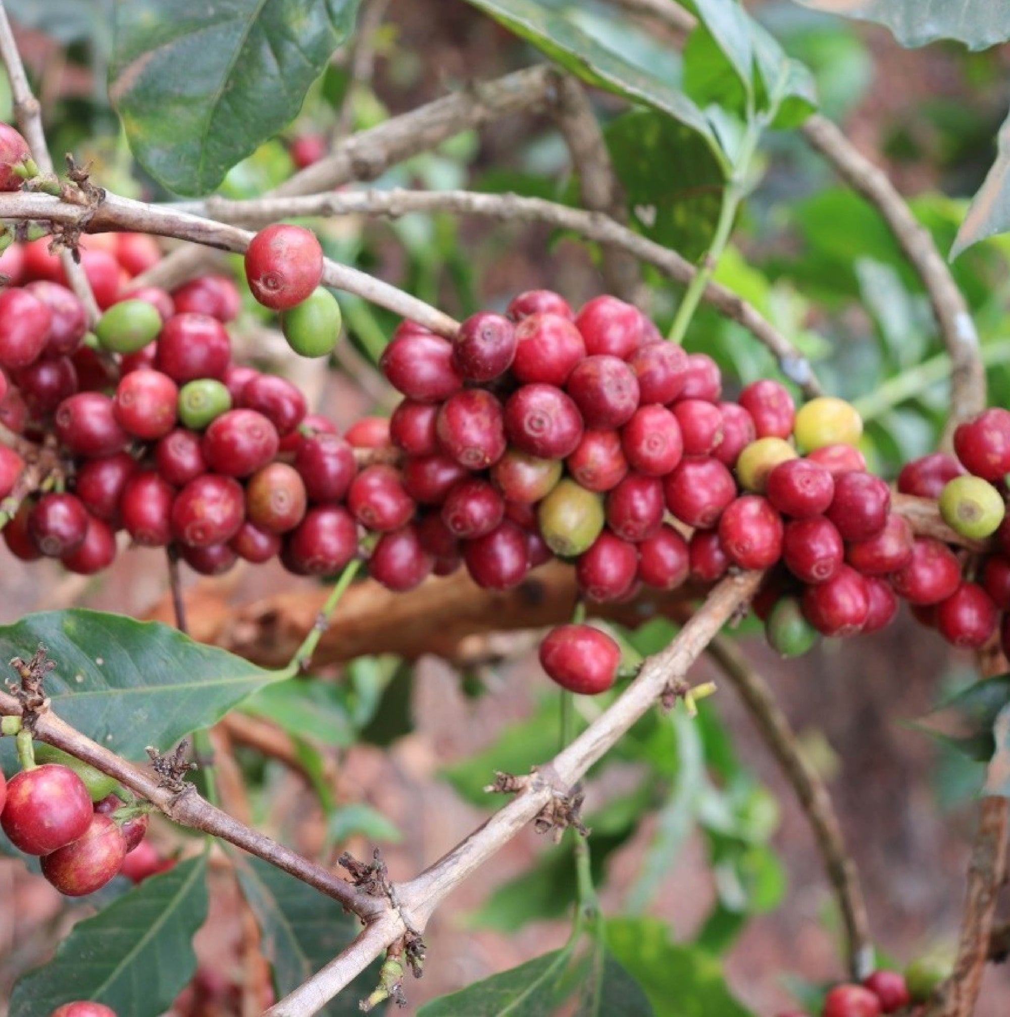Ethiopia Danche Red Honey - Filter Roast
