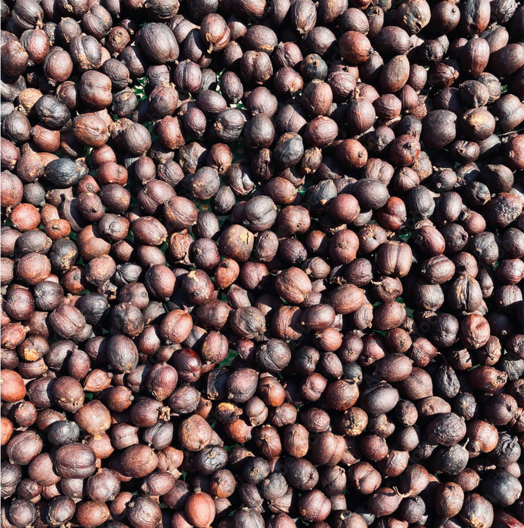 Ethiopia Danche Red Honey - Filter Roast