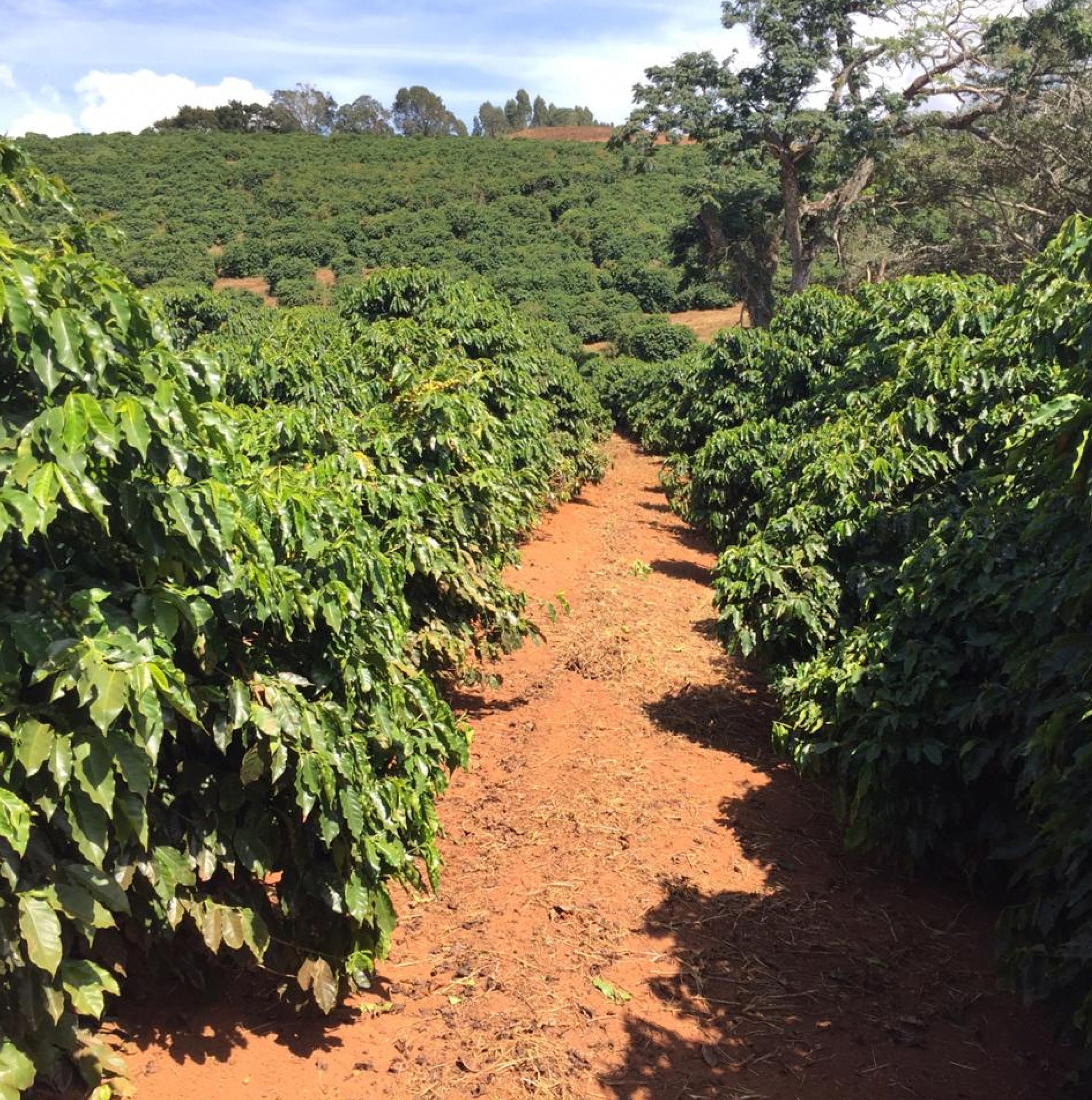 Brazil Sitio Colinas Yellow Arara Natural
