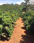 Brazil Sitio Colinas Yellow Arara Natural