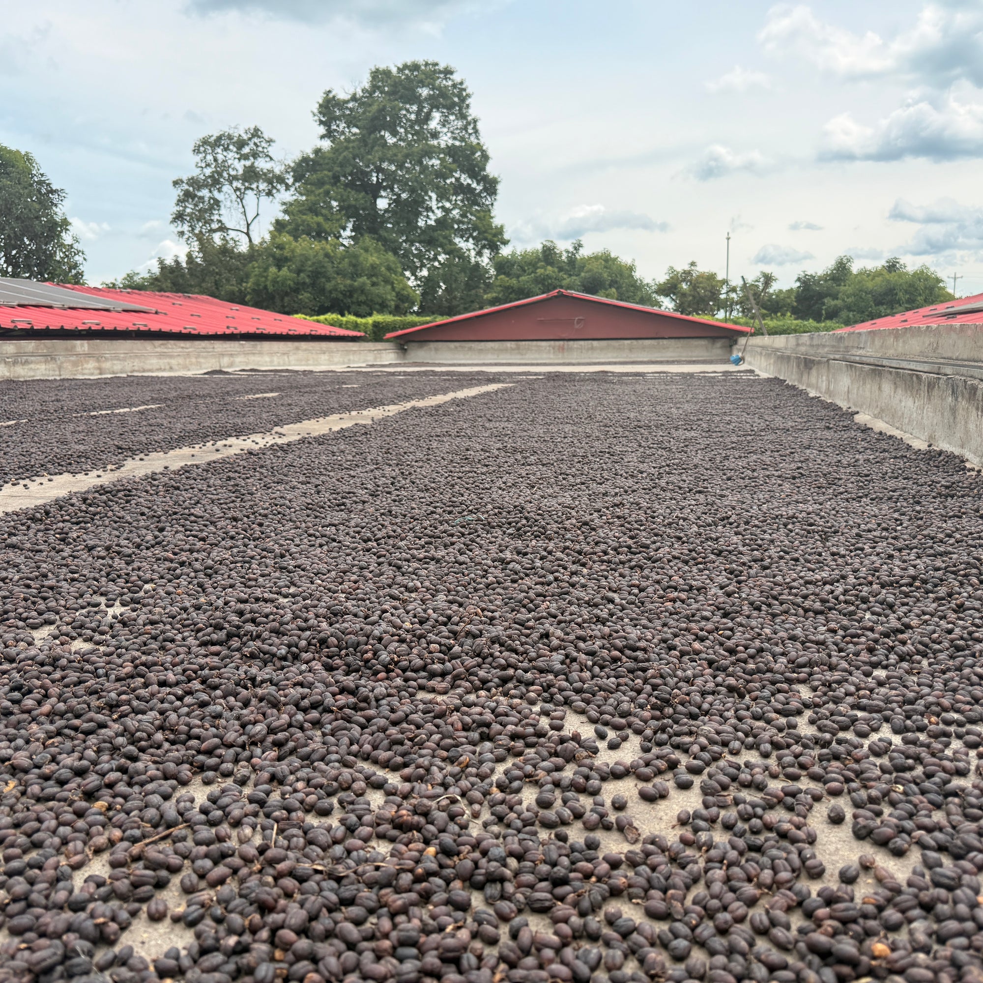 Colombia Jairo Arcila Natural Caturra