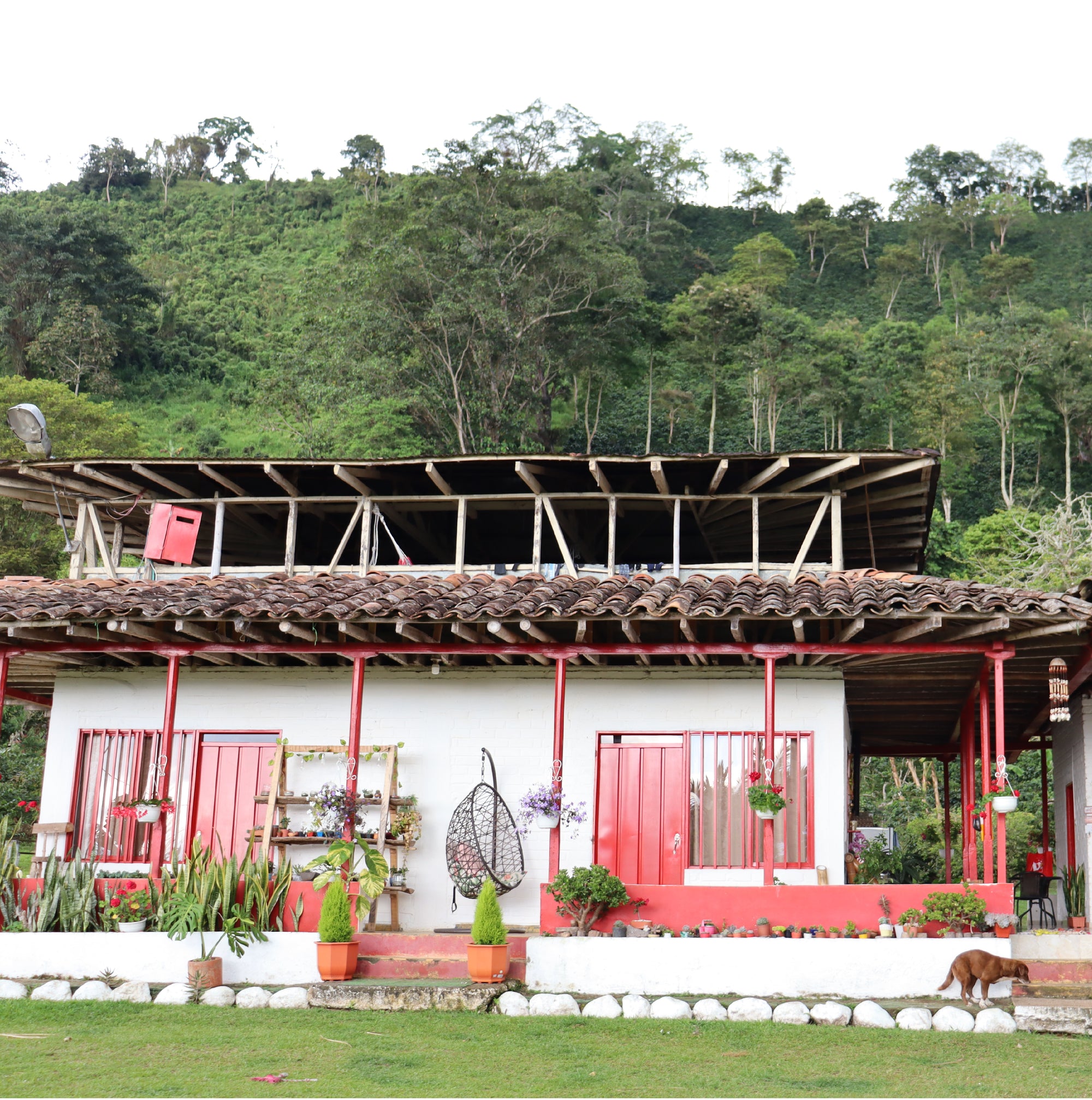 Colombia Diofanor Ruiz Java Washed - Filter Roast