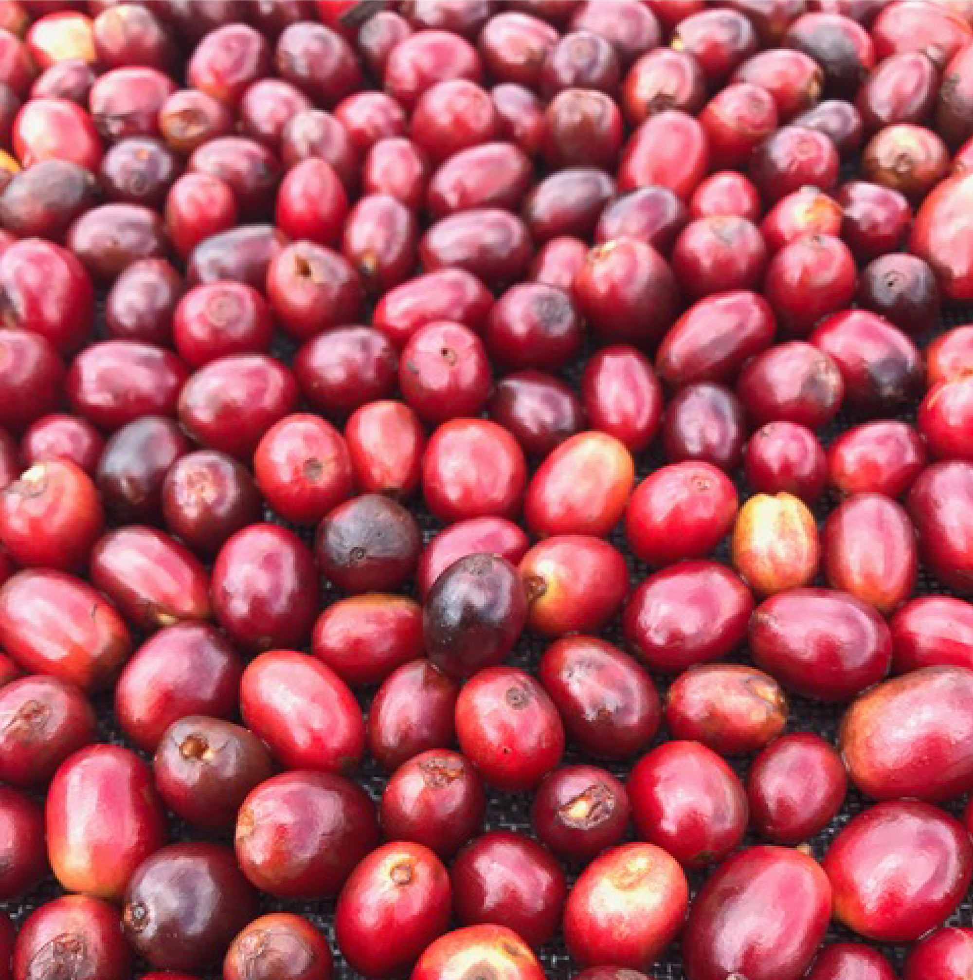 Colombia Diofanor Ruiz Java Washed - Filter Roast