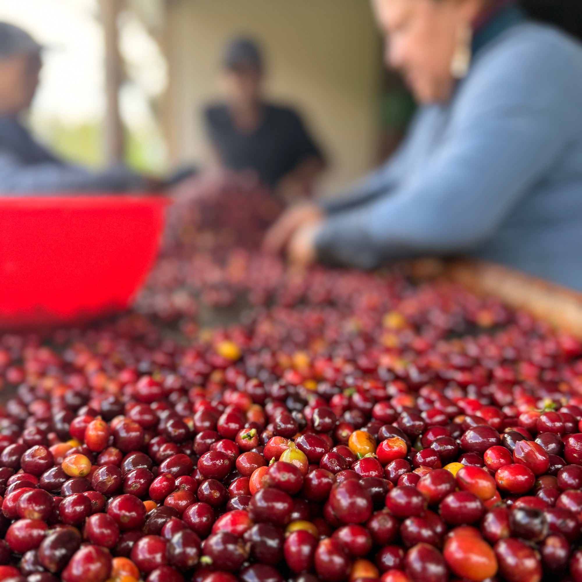 Colombia Diofanor Ruiz Castillo Washed