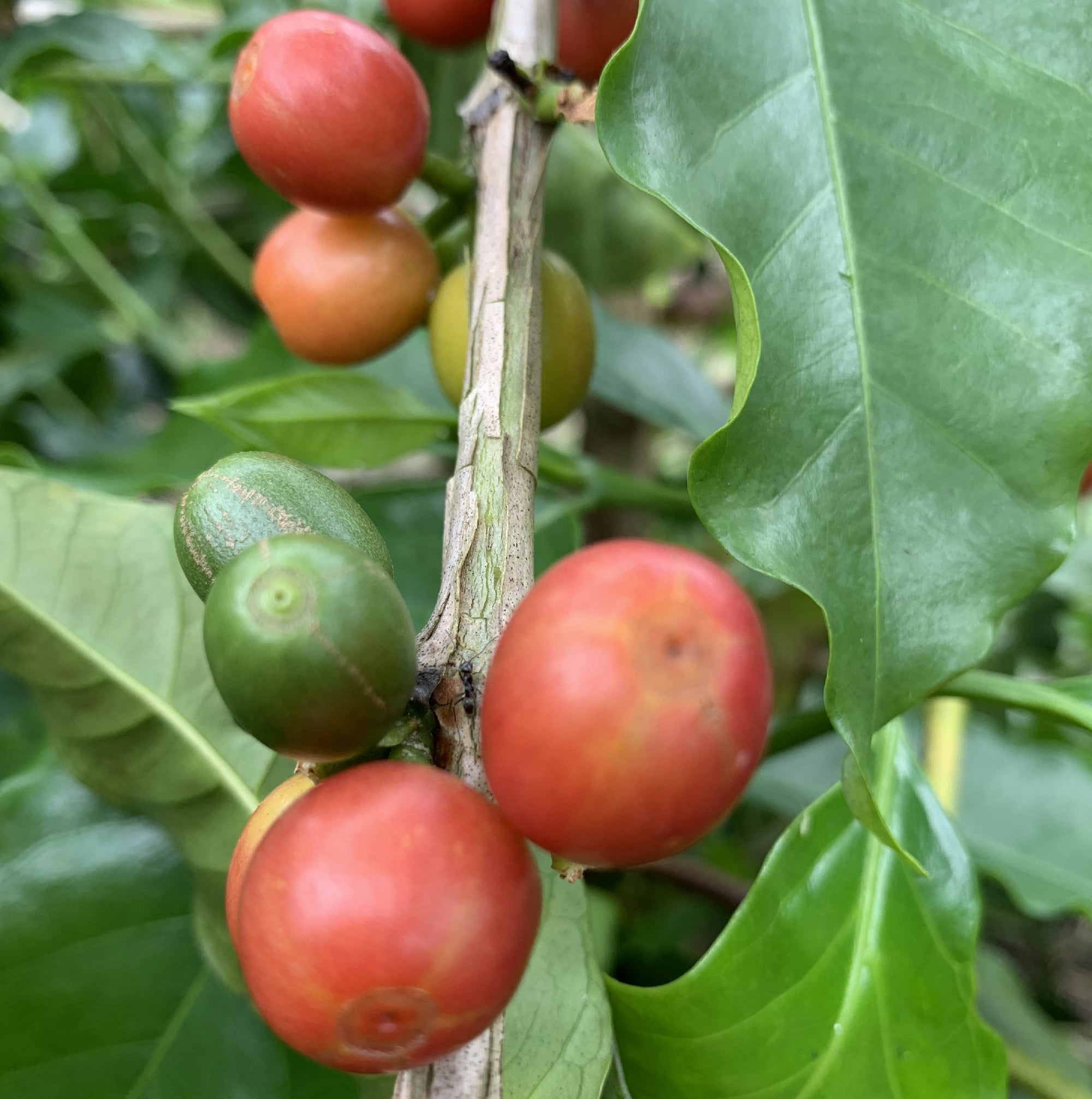 Colombia El Indio Natural - Filter Roast