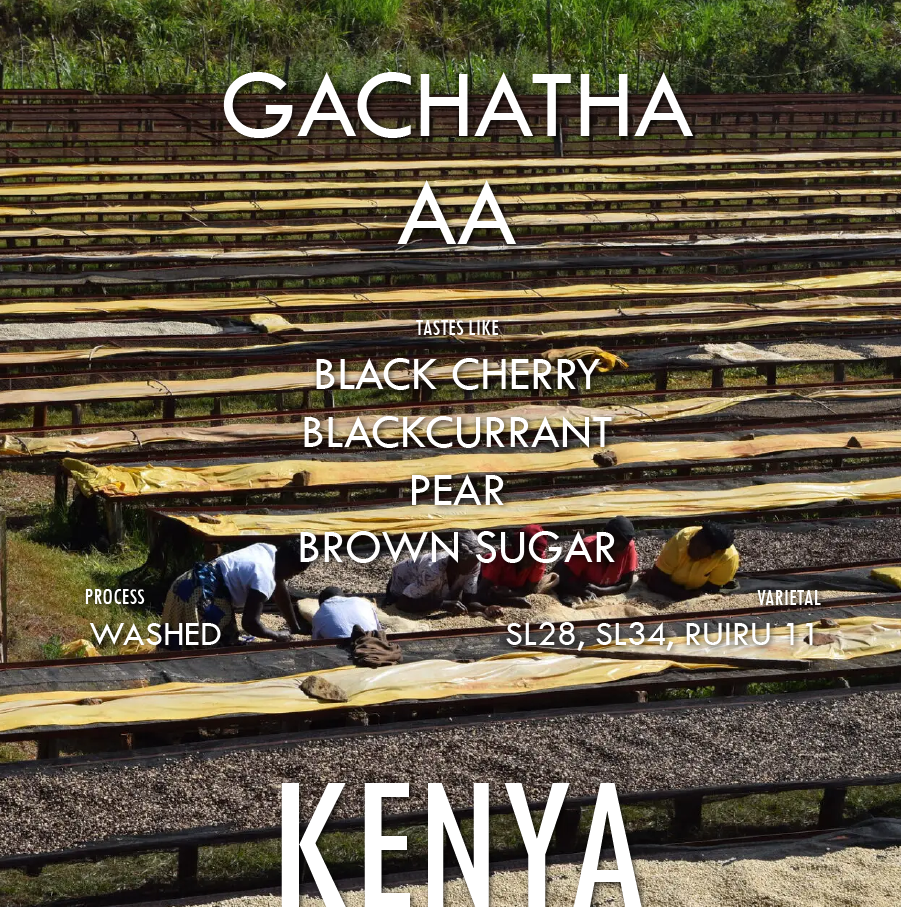Kenya Gachatha AA- Filter Roast