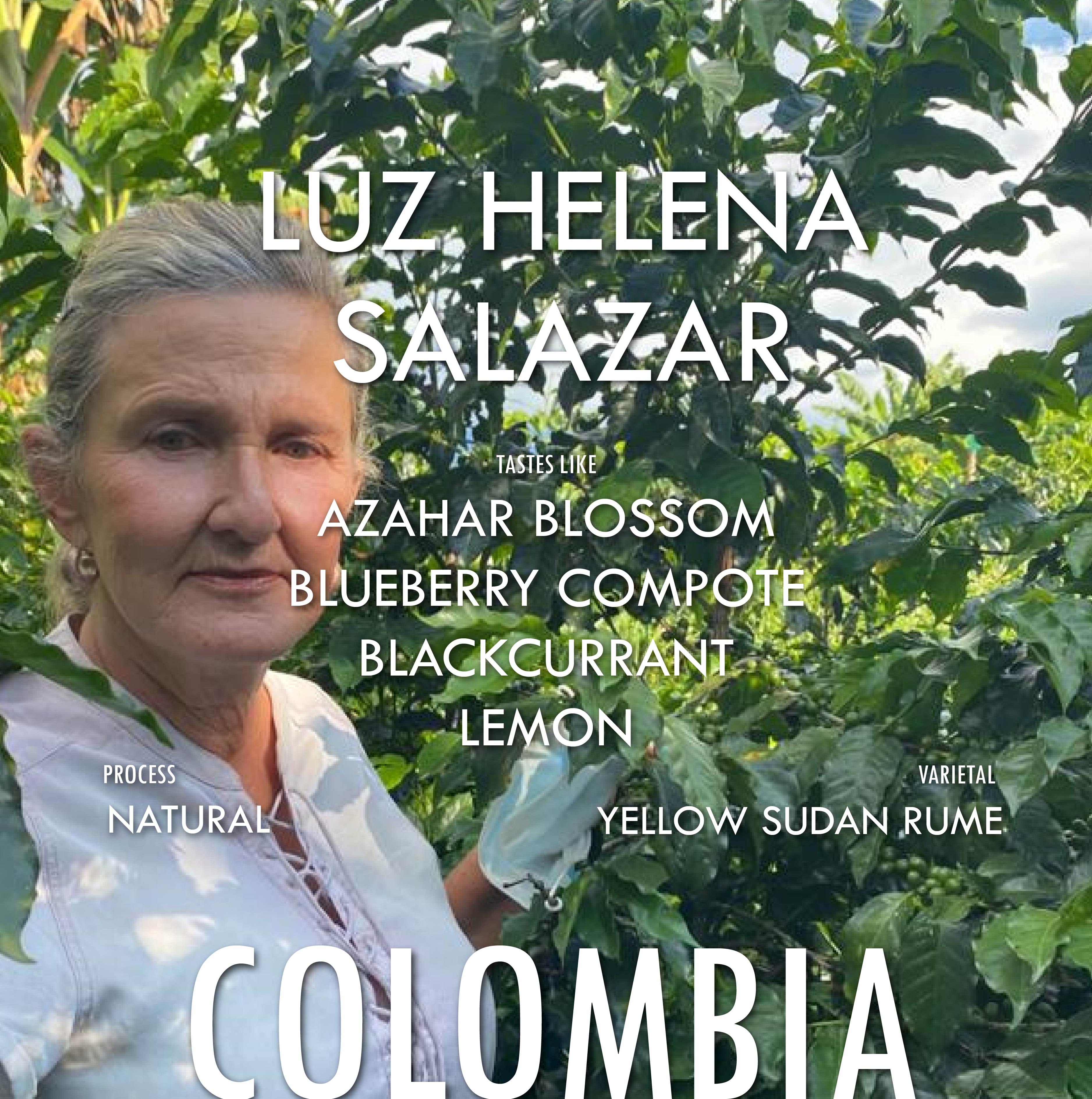 Colombia Luz Helena Yellow Sudan Rume Natural - Filter Roast