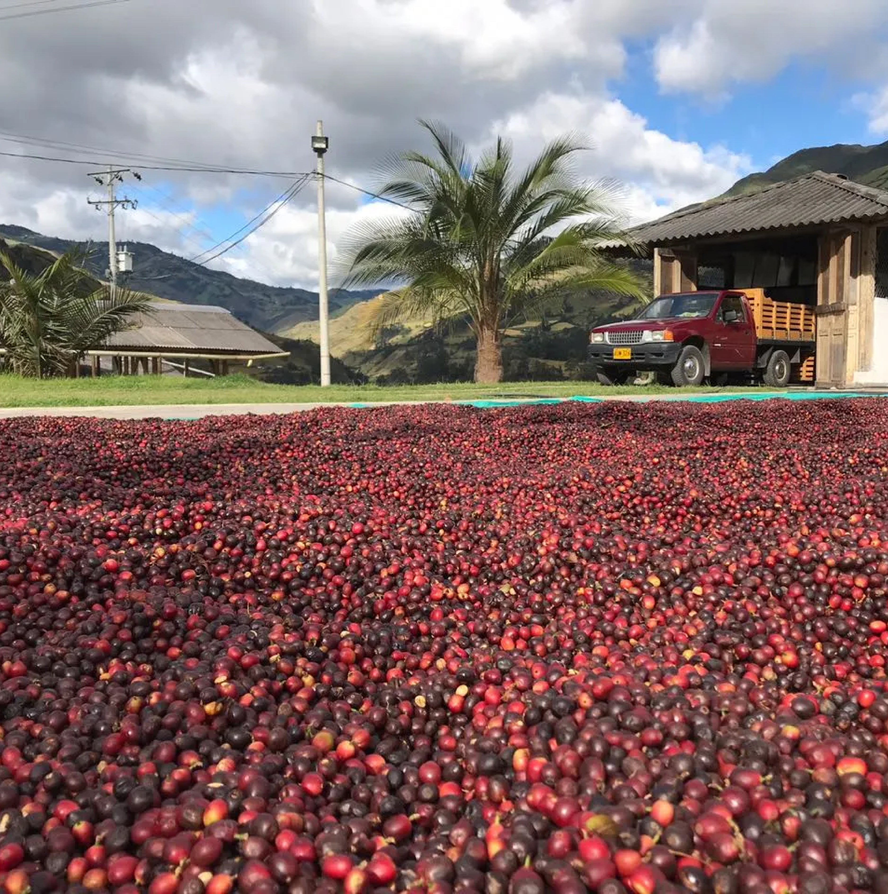 Colombia Pablo Guerrero Geisha Washed - LIMITED RELEASE – Vanguard ...