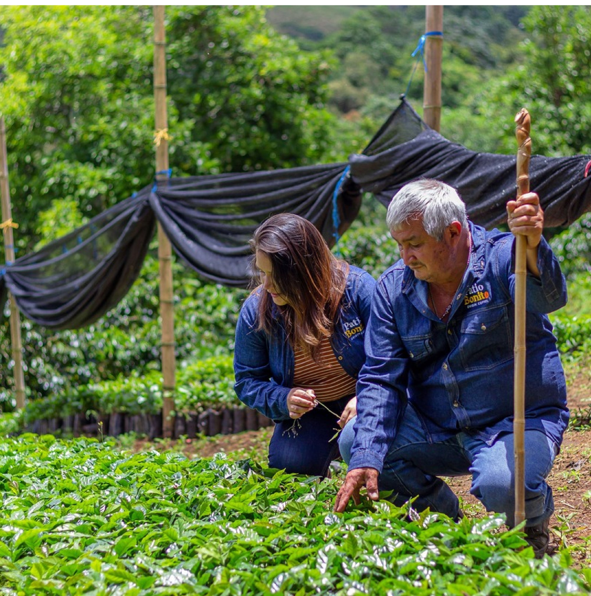 Aunty Paolas Ambrosia - Festive Filter Blend