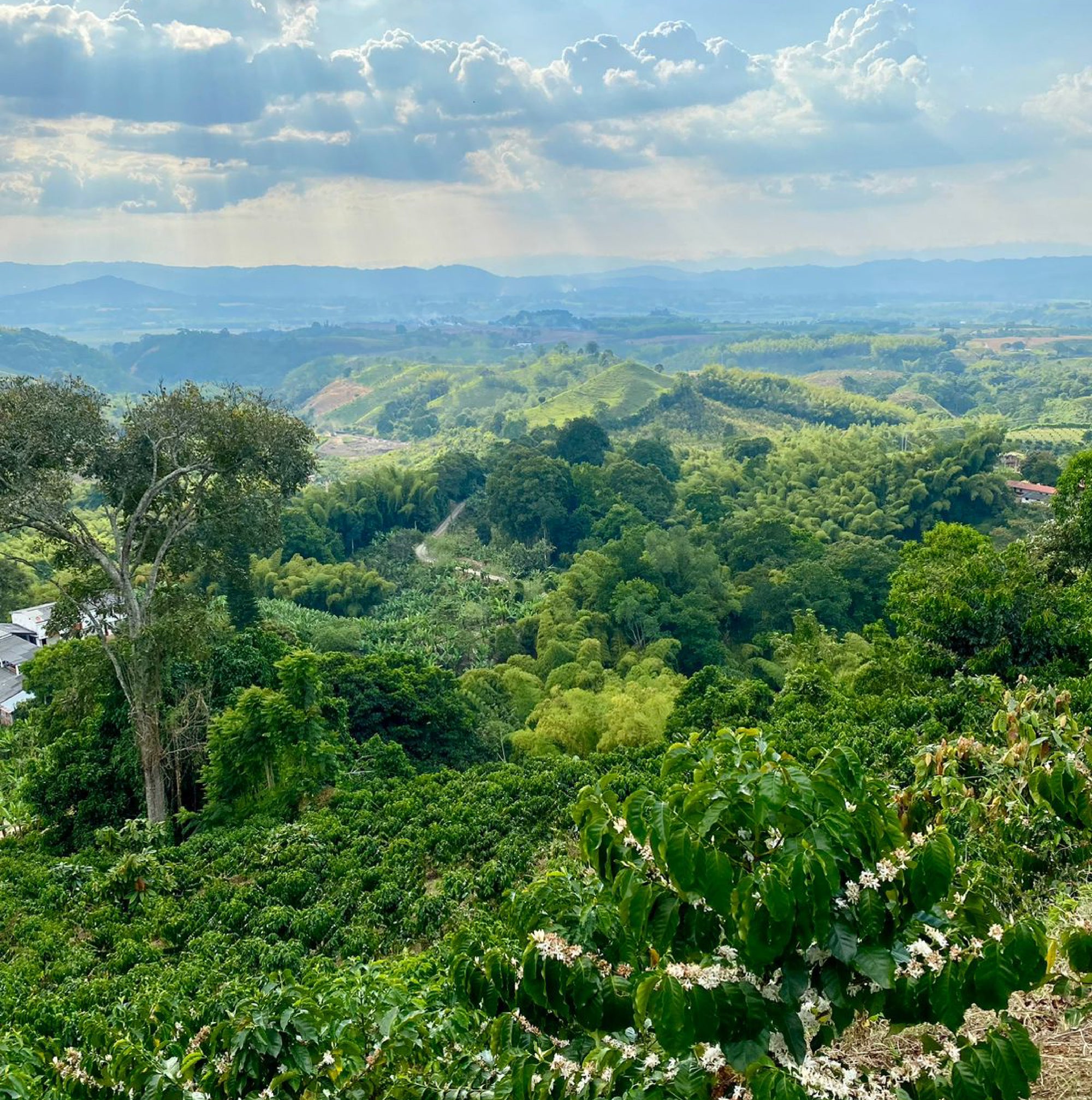 Colombia Sara Gutierrez Beer Hop Co-Ferment Natural - LIMITED RELEASE