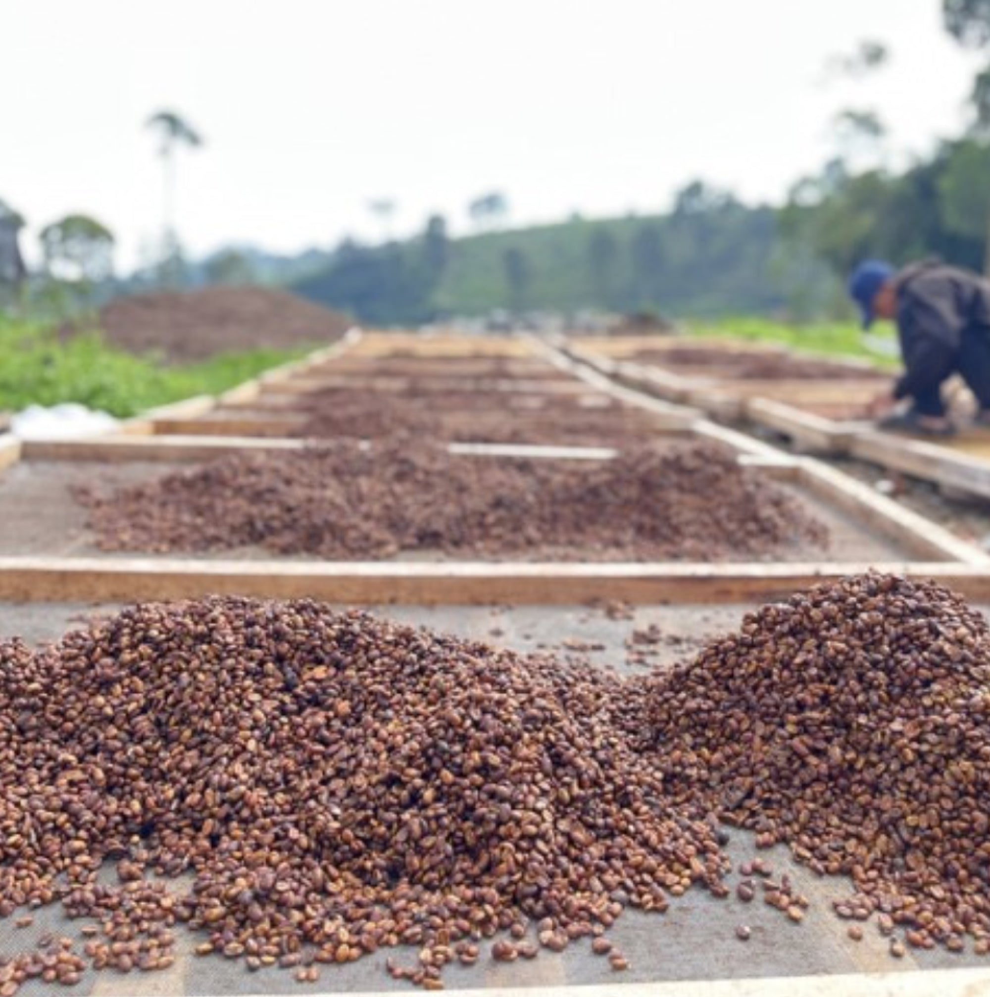 Indonesia Finca de Berman Mosto Washed