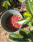 Kenya Karimikui AA Washed
