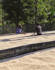 Kenya Karimikui AA Washed
