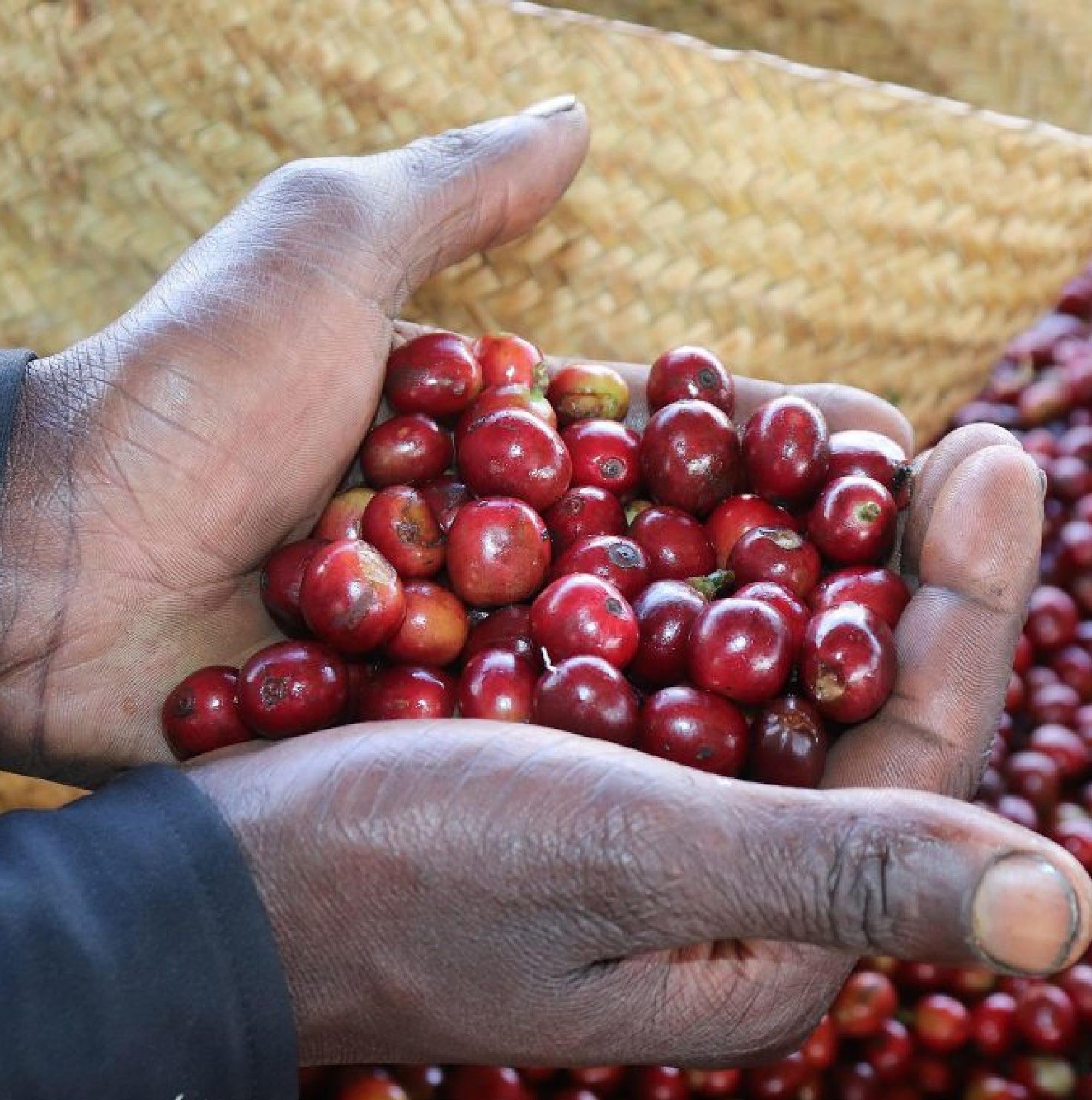 Kenya Kiamugumo AA