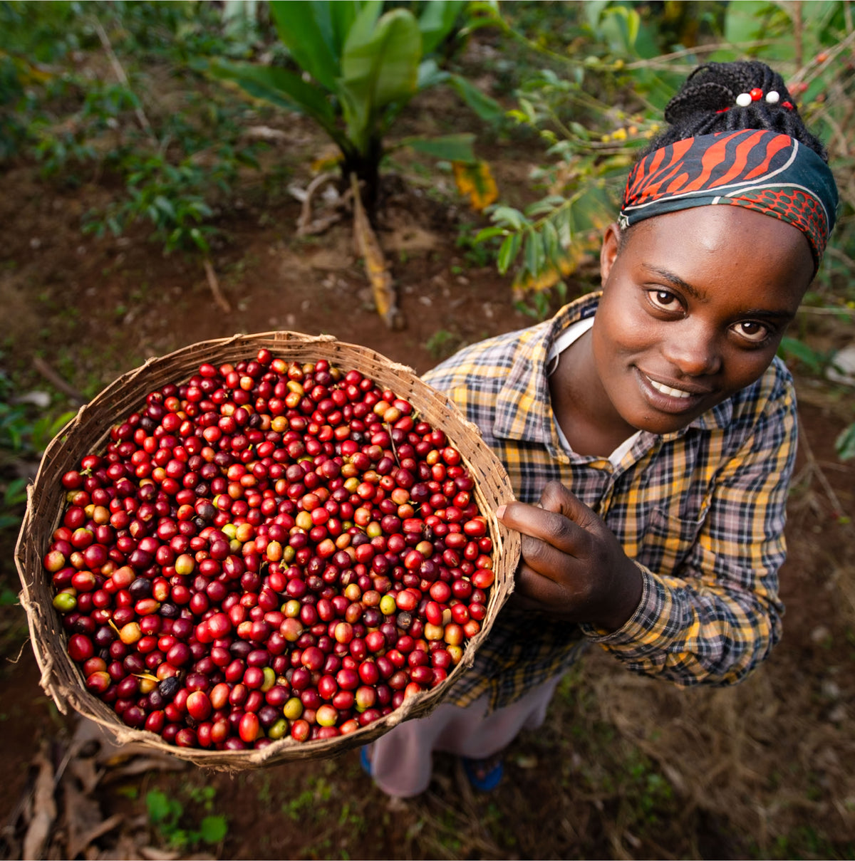 Ethiopia Muje Mesina Kombucha Natural