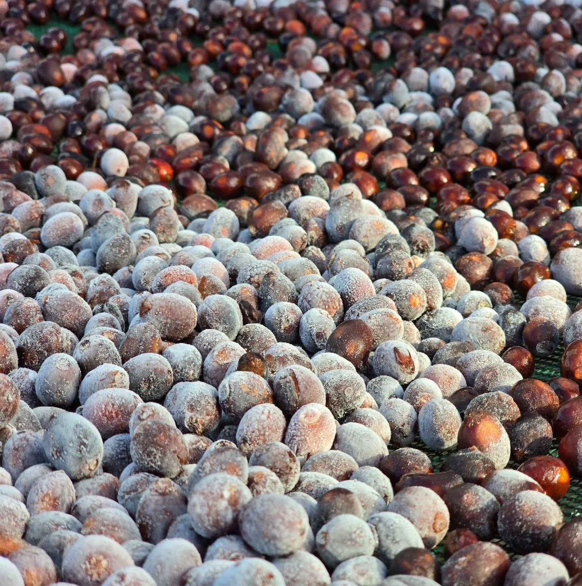 Lot 004 - Iced Natural