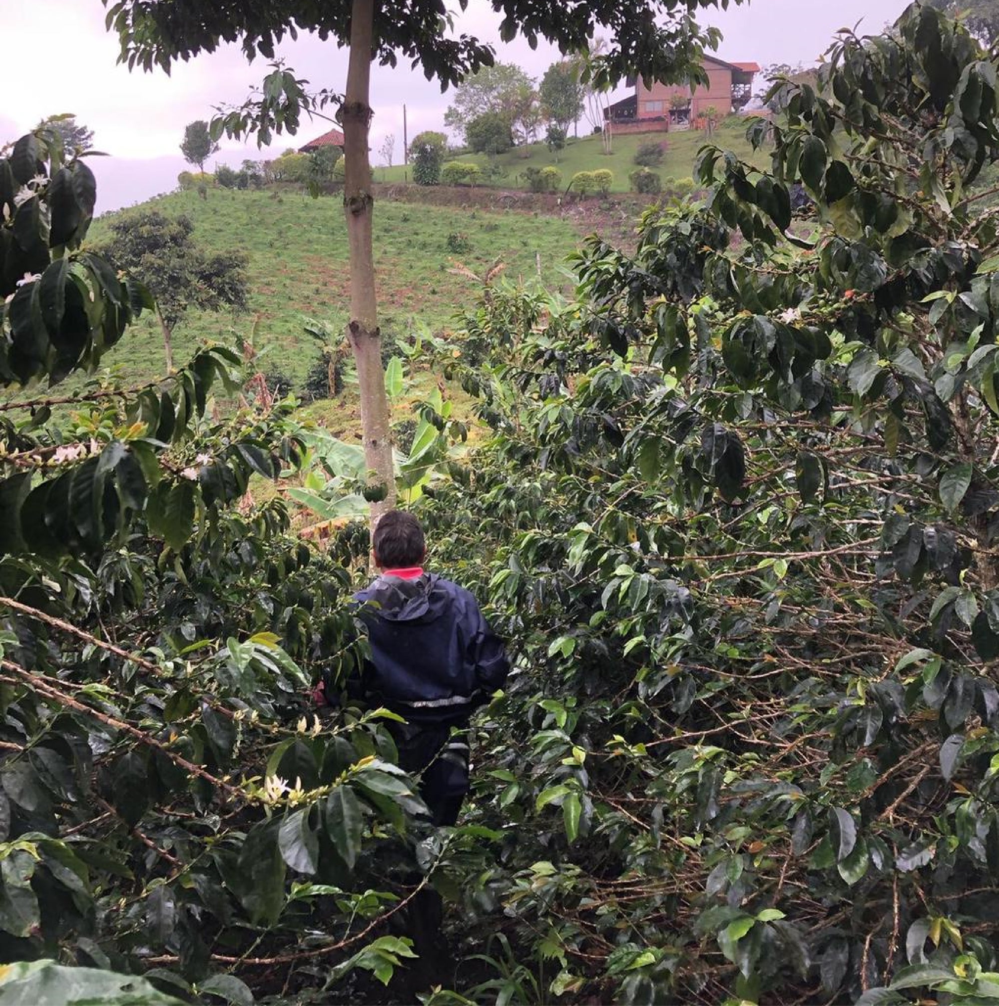 Colombia Sebastian Gomez Gesha Washed - Filter Roast