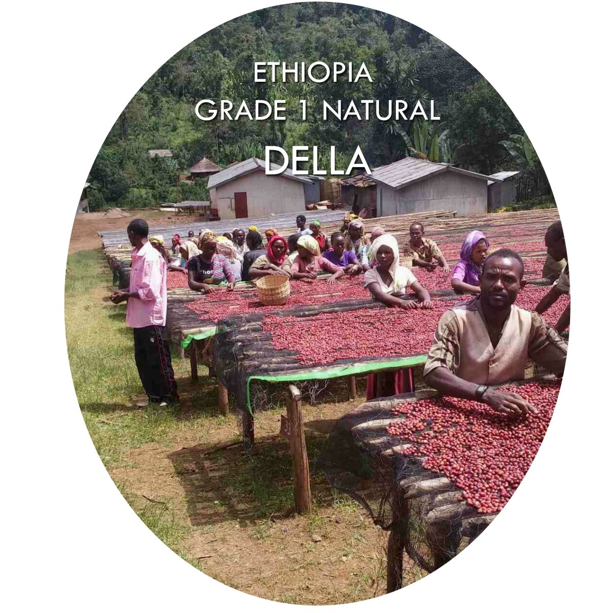 Ethiopia Della - Filter Roast - Vanguard Specialty Coffee Company - Coffee