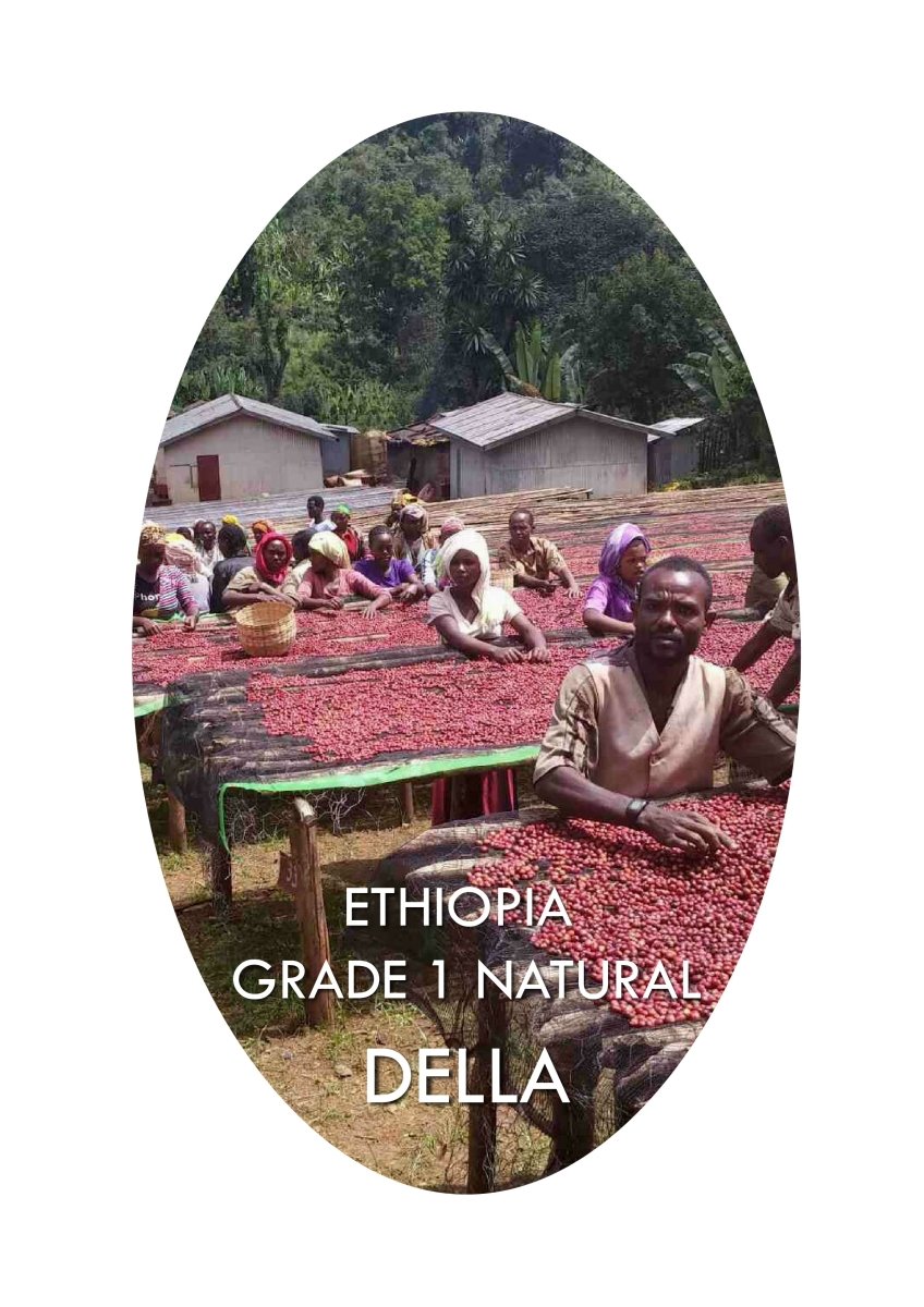 Ethiopia Della - Filter Roast - Vanguard Specialty Coffee Company - Coffee